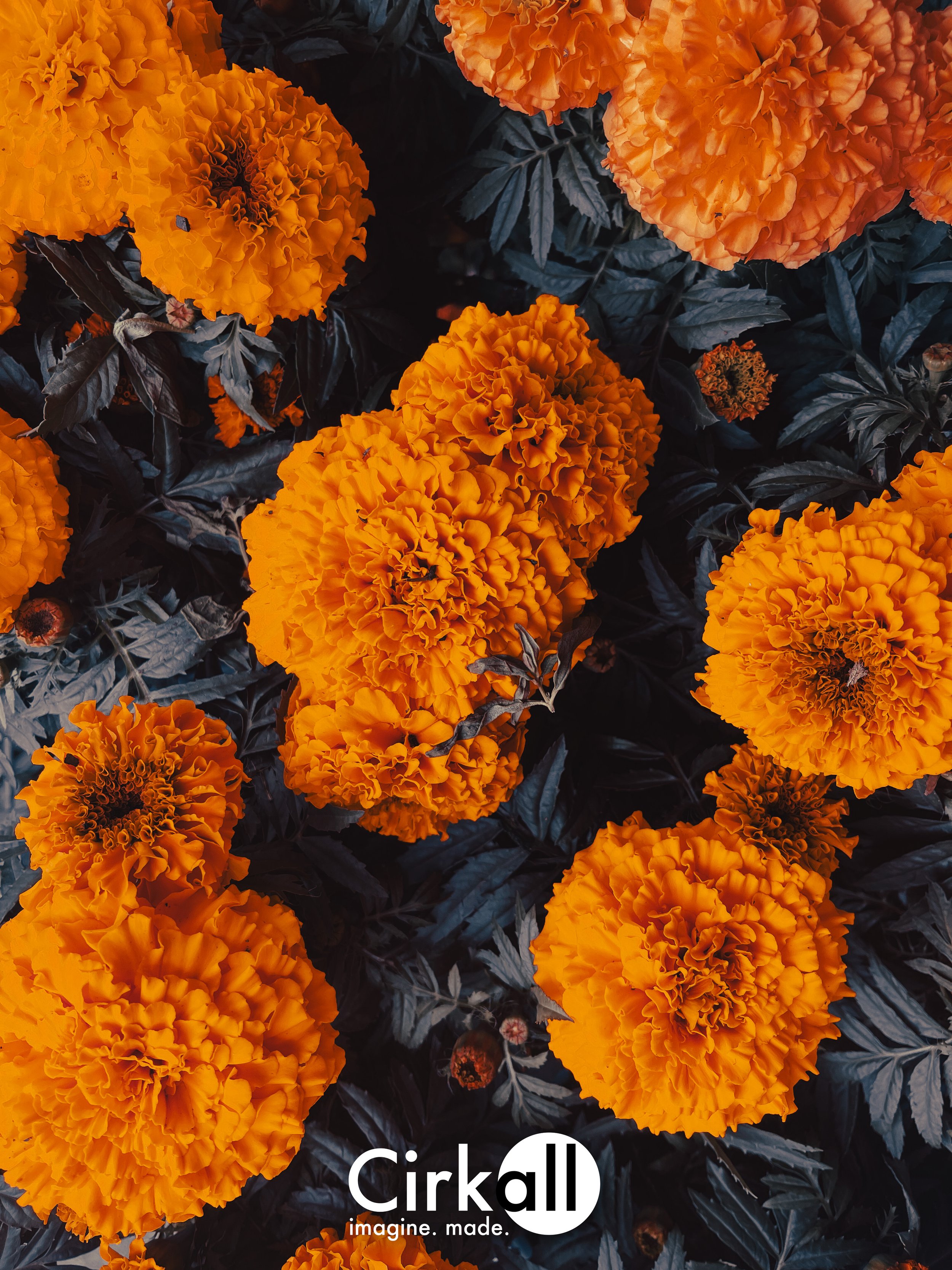 Bright orange marigold flowers with dark green leaves.
