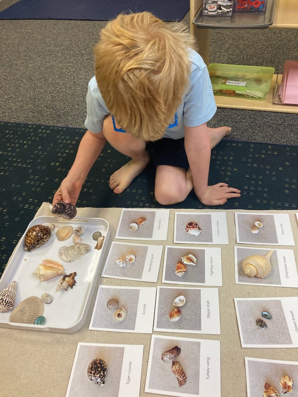 A child sitting on the floor studying a tray of seashells and labeled cards