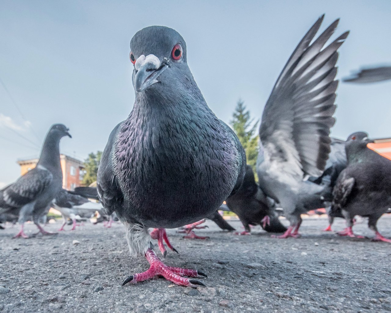Pigeons biset ( des villes )