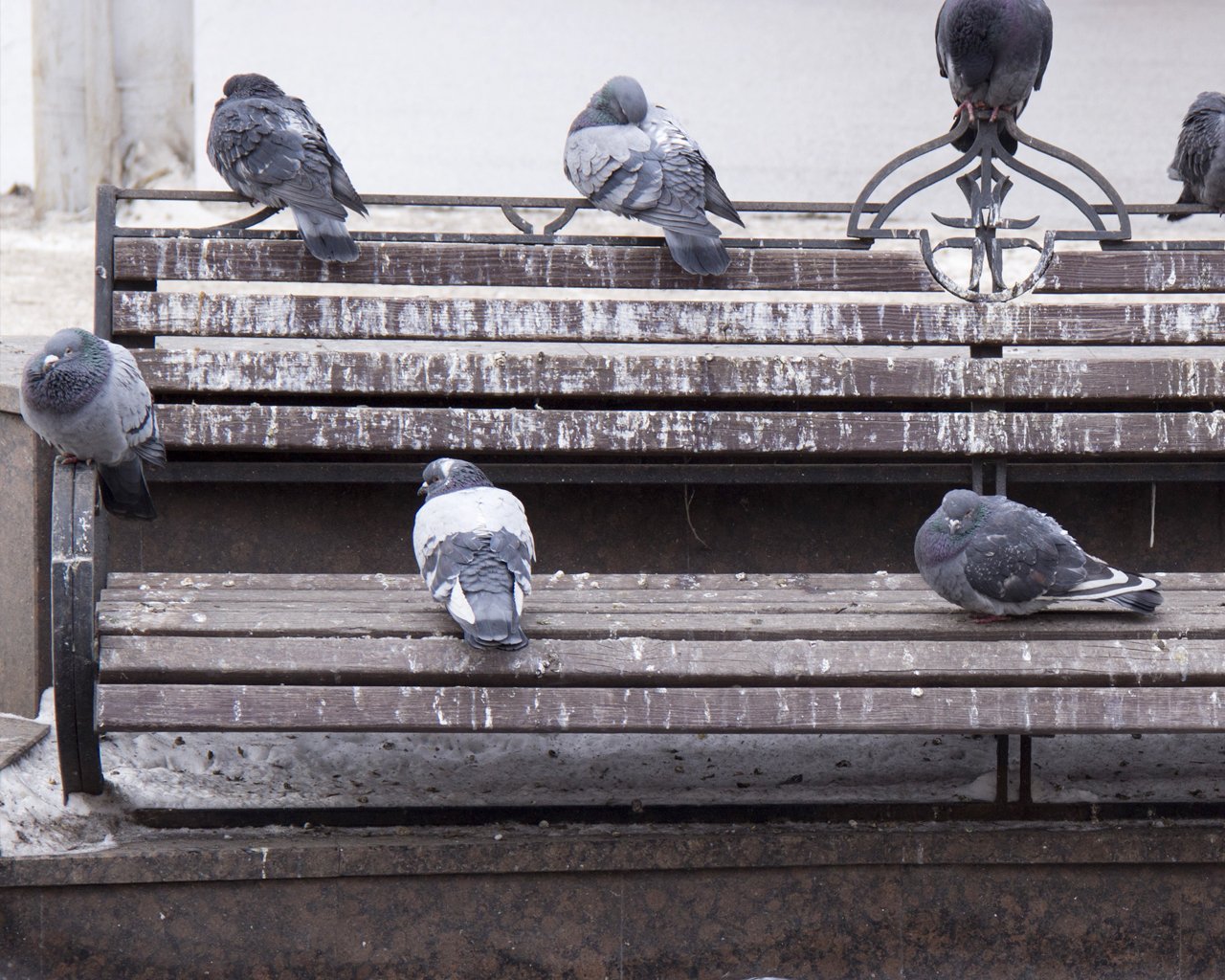 Pigeons biset ( des villes )