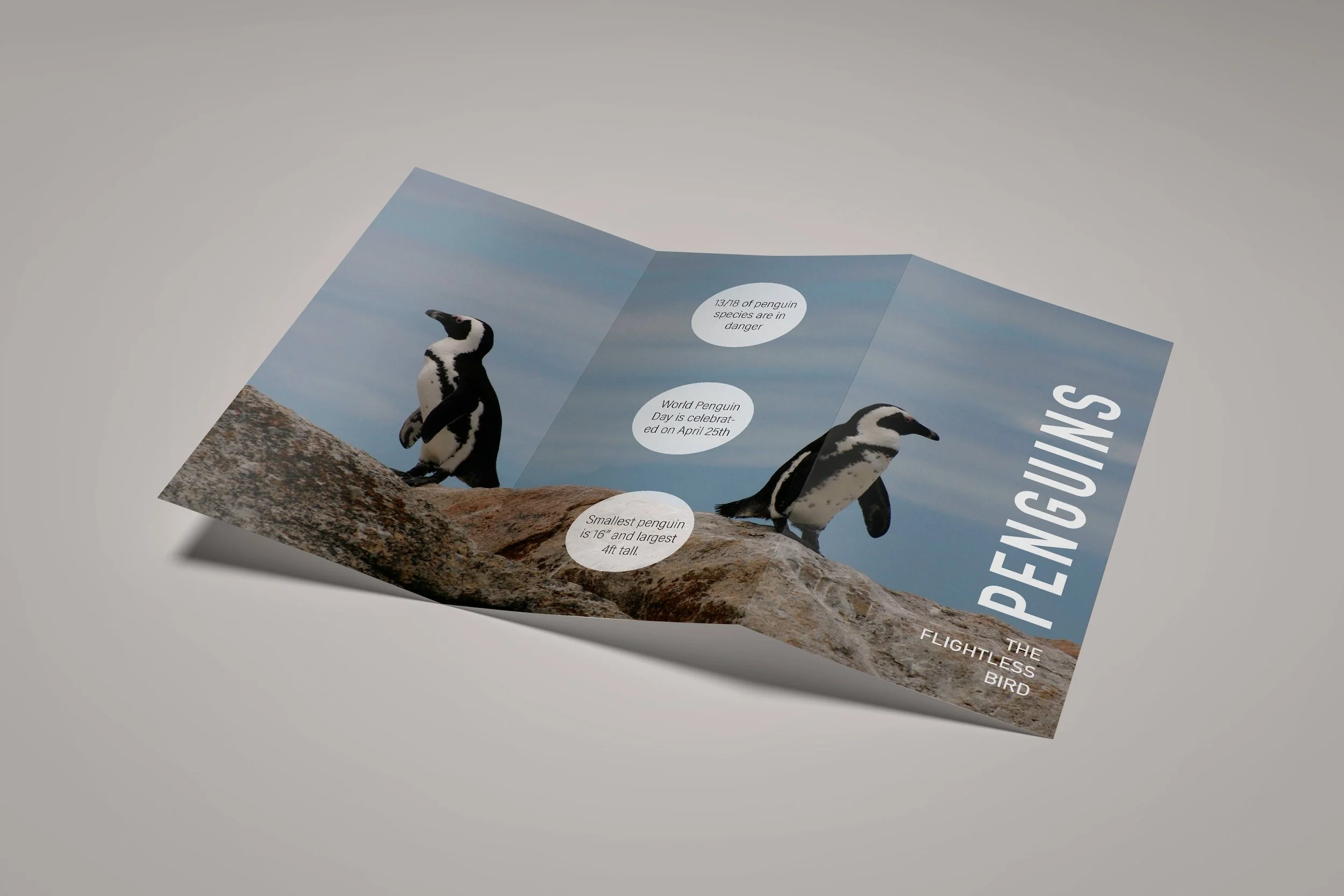 penguin-brochure_2.jpg