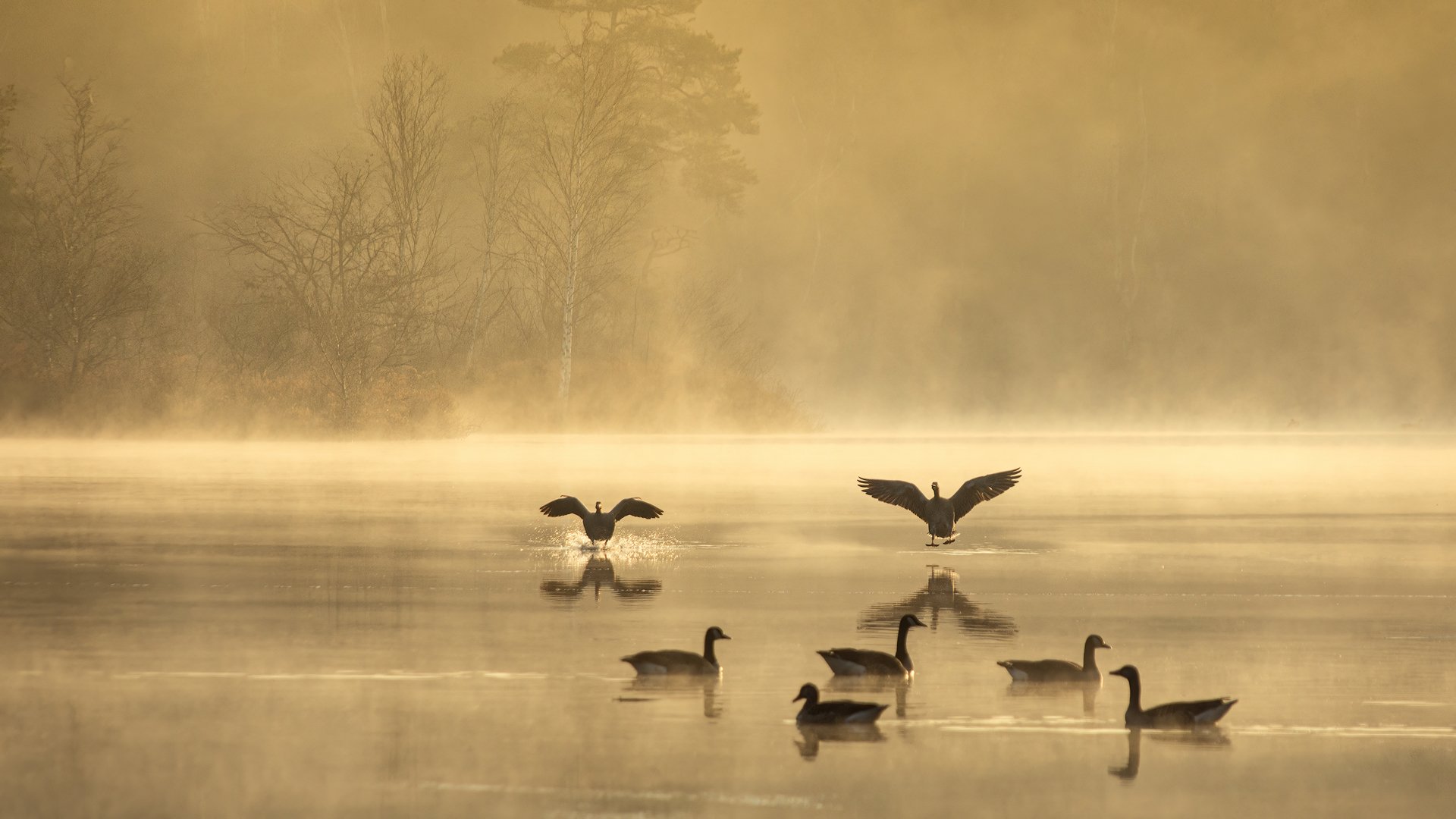 Ron Hermans Vroege vogels-sharpened.jpg