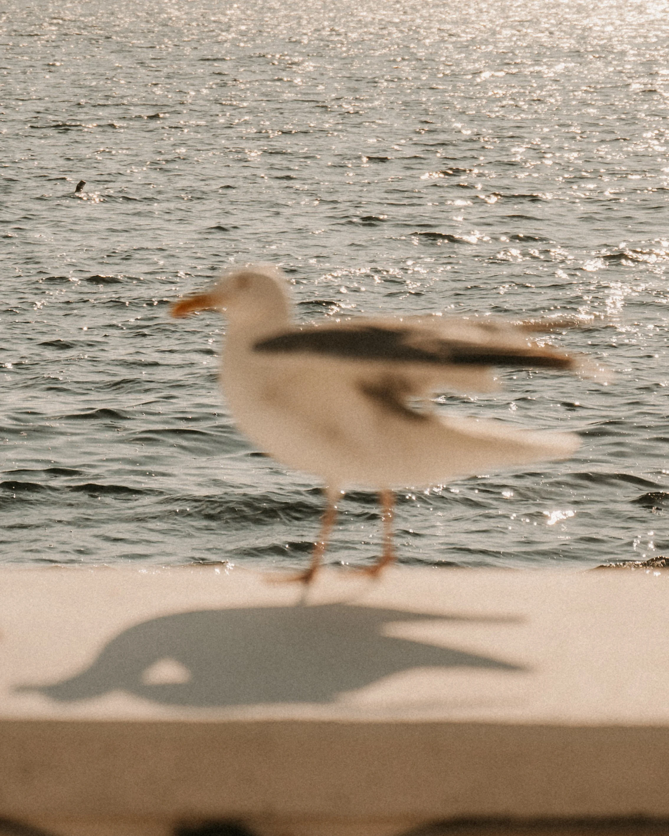 DSC_6339.jpg