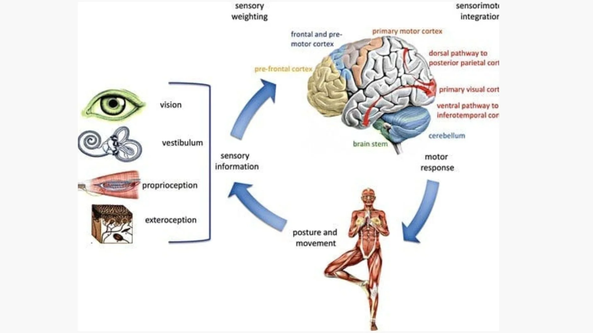 Presentation - Master Your Movement (2).jpg