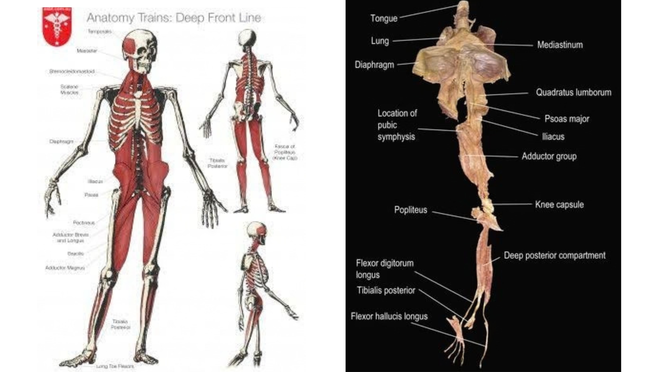 What Do My Jaw and Pelvic Floor Have to Do With Each Other?