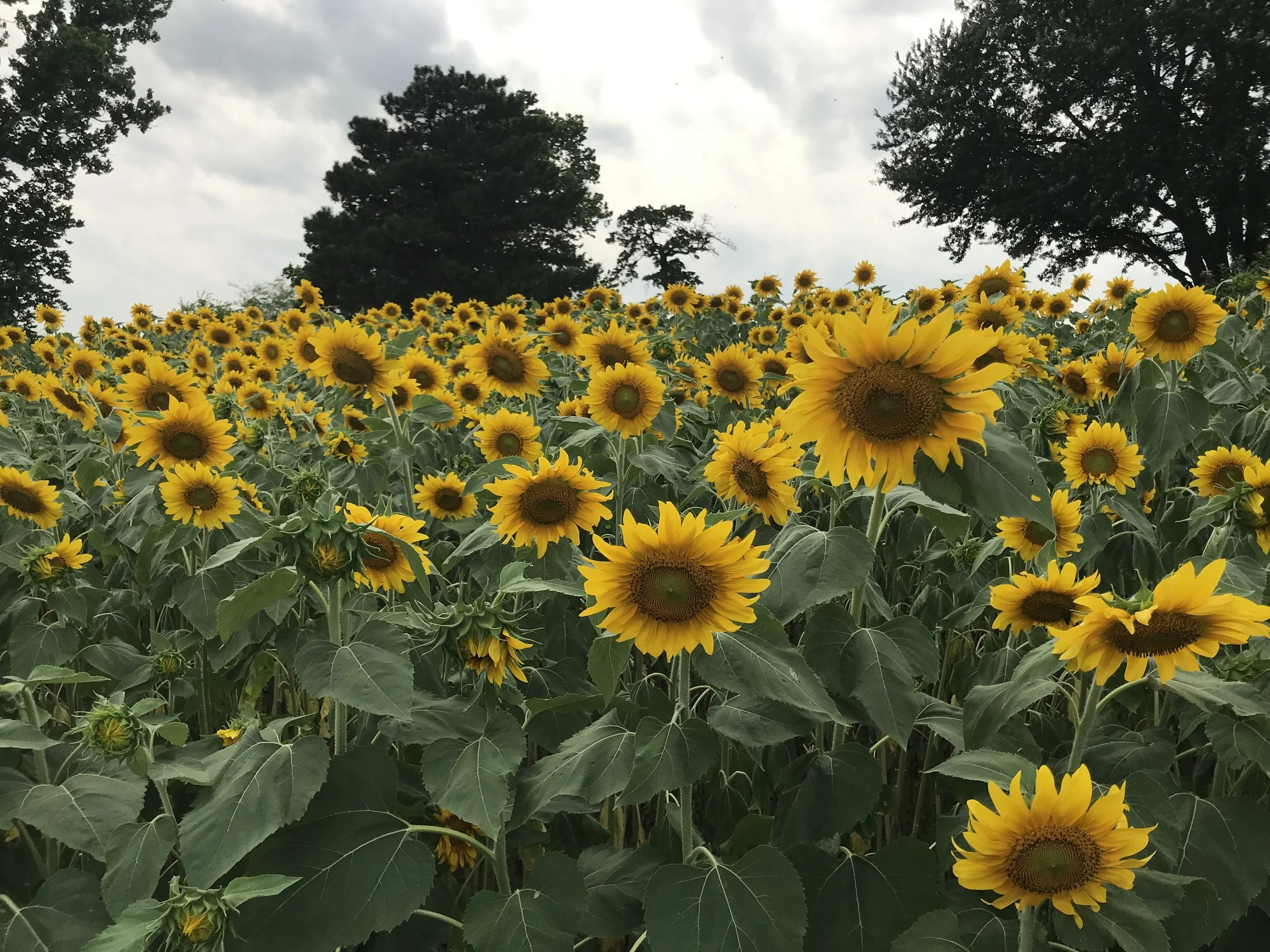 IMG_8468.jpeg