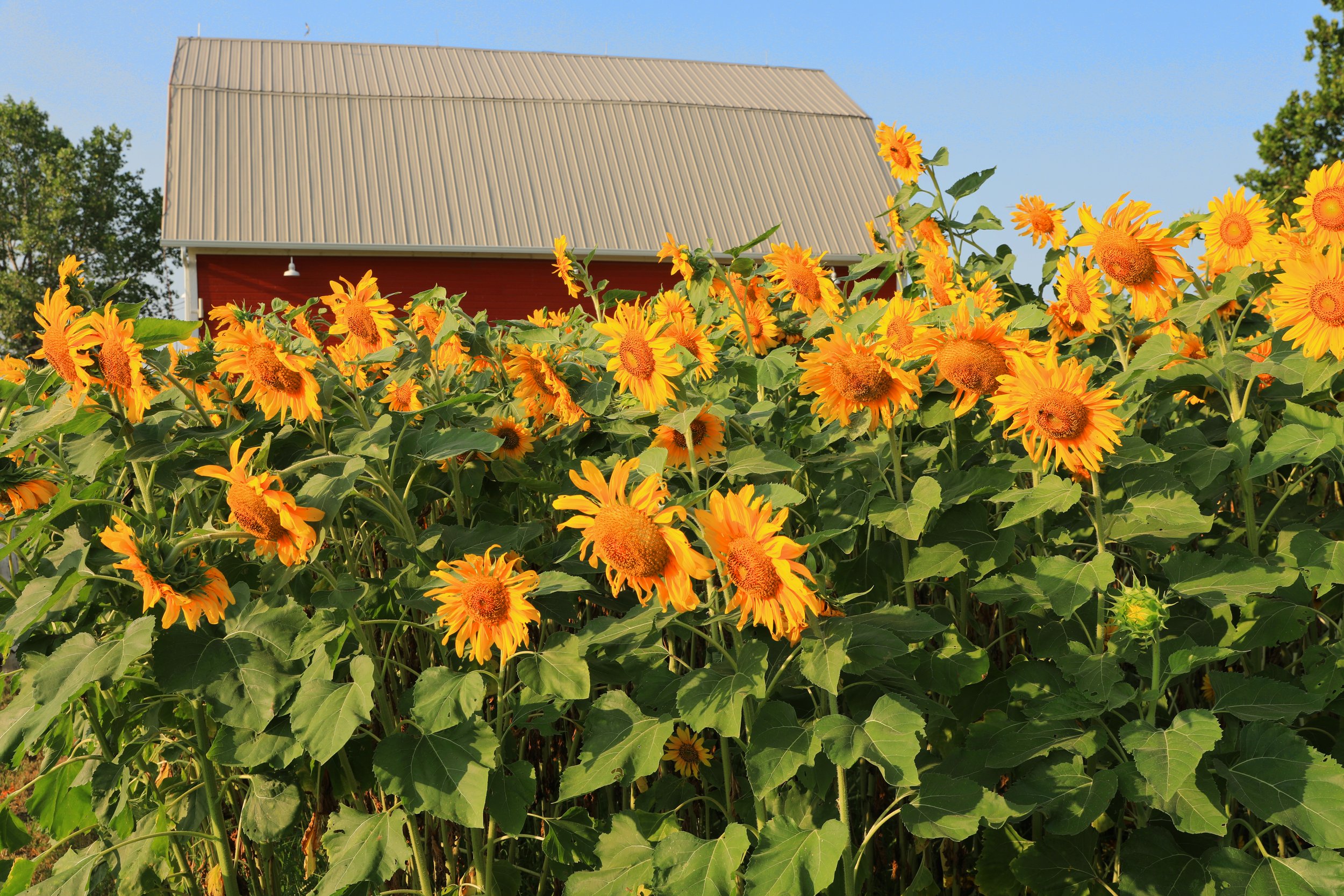 Gallery — Juniper Hill Farm & Table