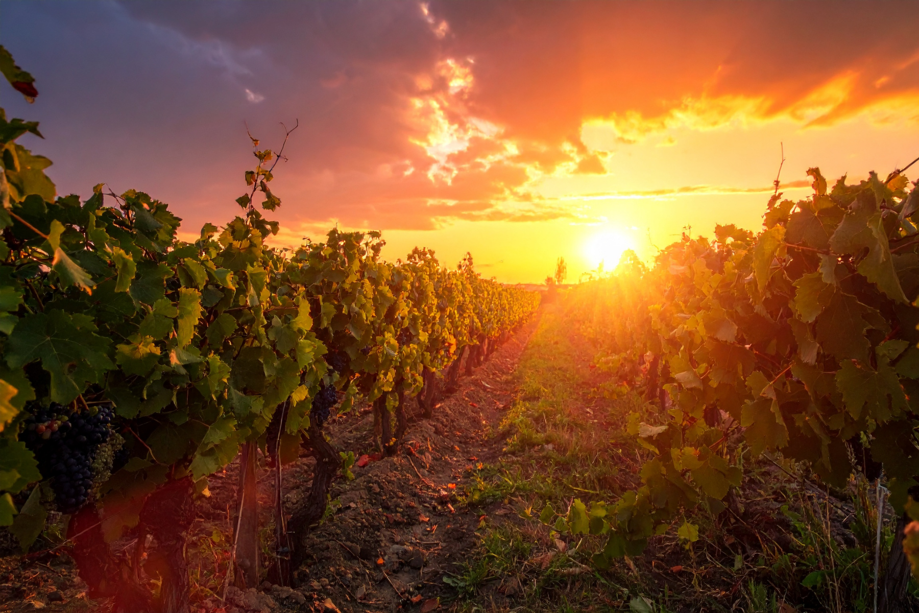 Sunset at Shuswap Lake