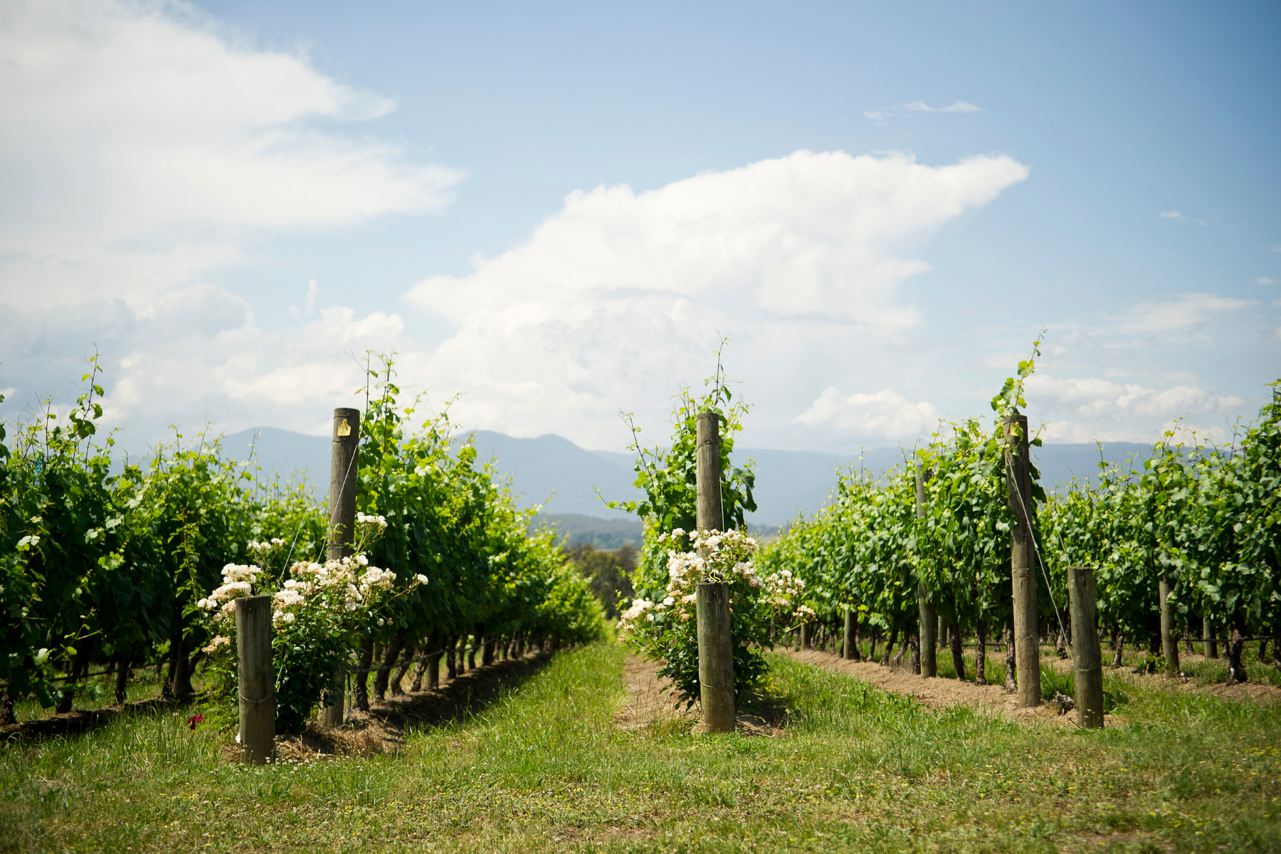 Wine grape rows of the North Shuswap Celista Estate Winery