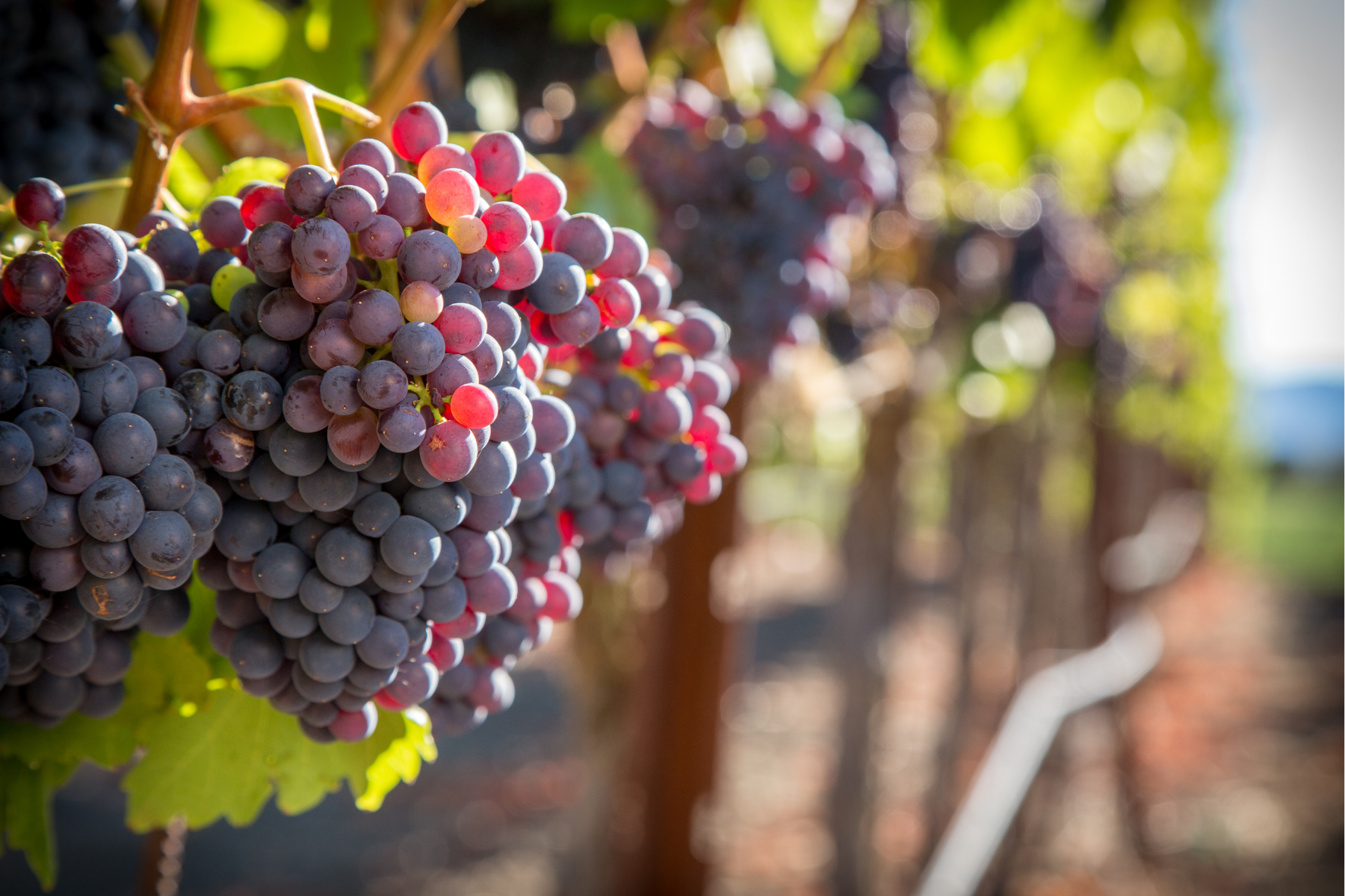 Red wine grapes on the vine