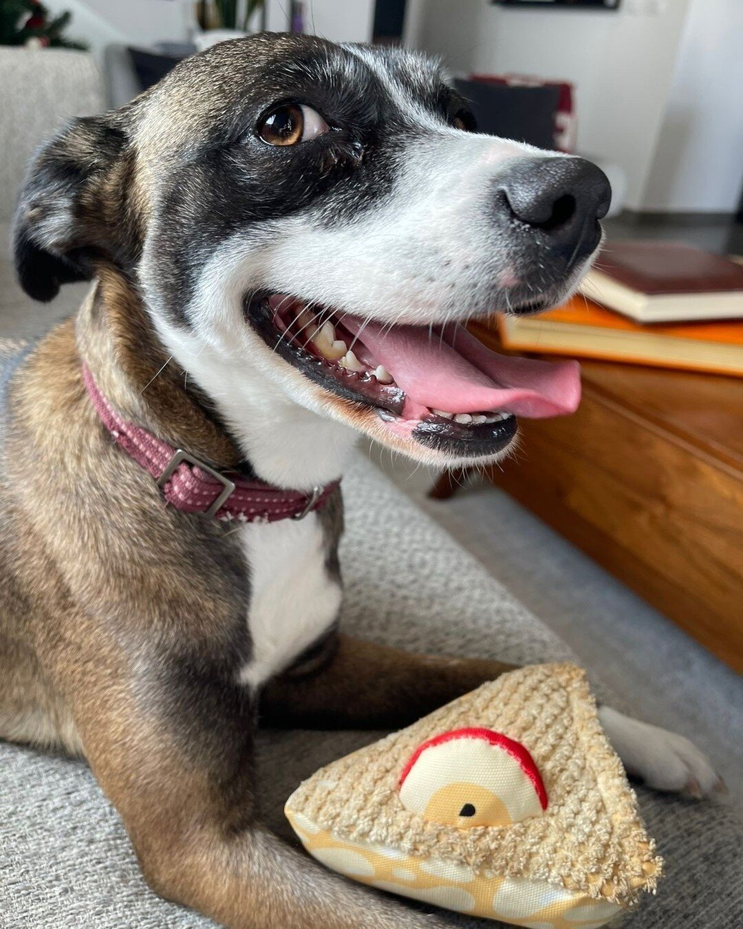 I spy a very happy pup! 🥧 Do you think it's the Woof &amp; Whiskers? Treat the apple of your eye this holiday season with a trip to your local @heb to stock up on pie for you AND your doggo.
.
.
.
.
.
#WoofandWhiskers #HEB #doglover #dogtoys #Christ