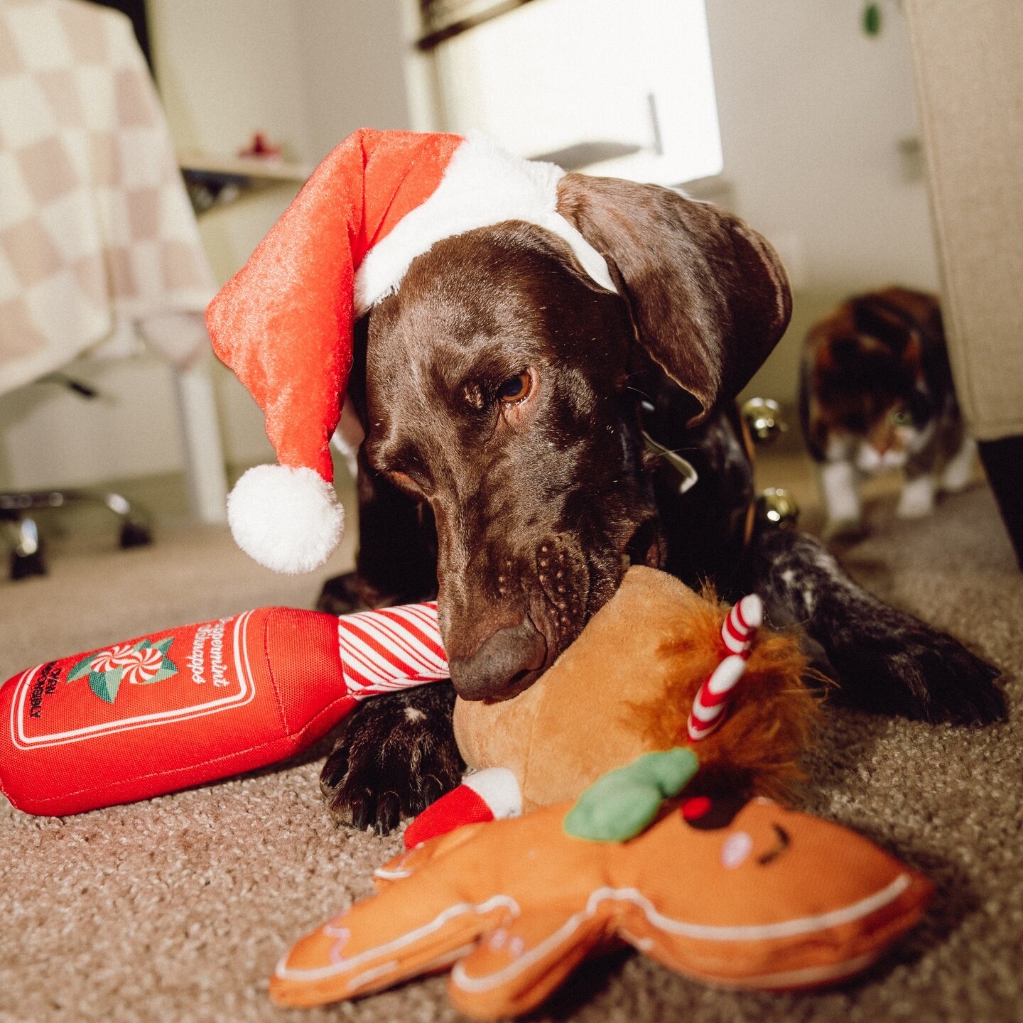 Here comes Santa Paws! Did you woof &amp; wish for Woof &amp; Whiskers under your tree? 🎁 This good boy did! Find the items on your pup's wish list only @heb
.
.
.
.
.
#WoofandWhiskers #HEB #TexasDogToys #pawliday