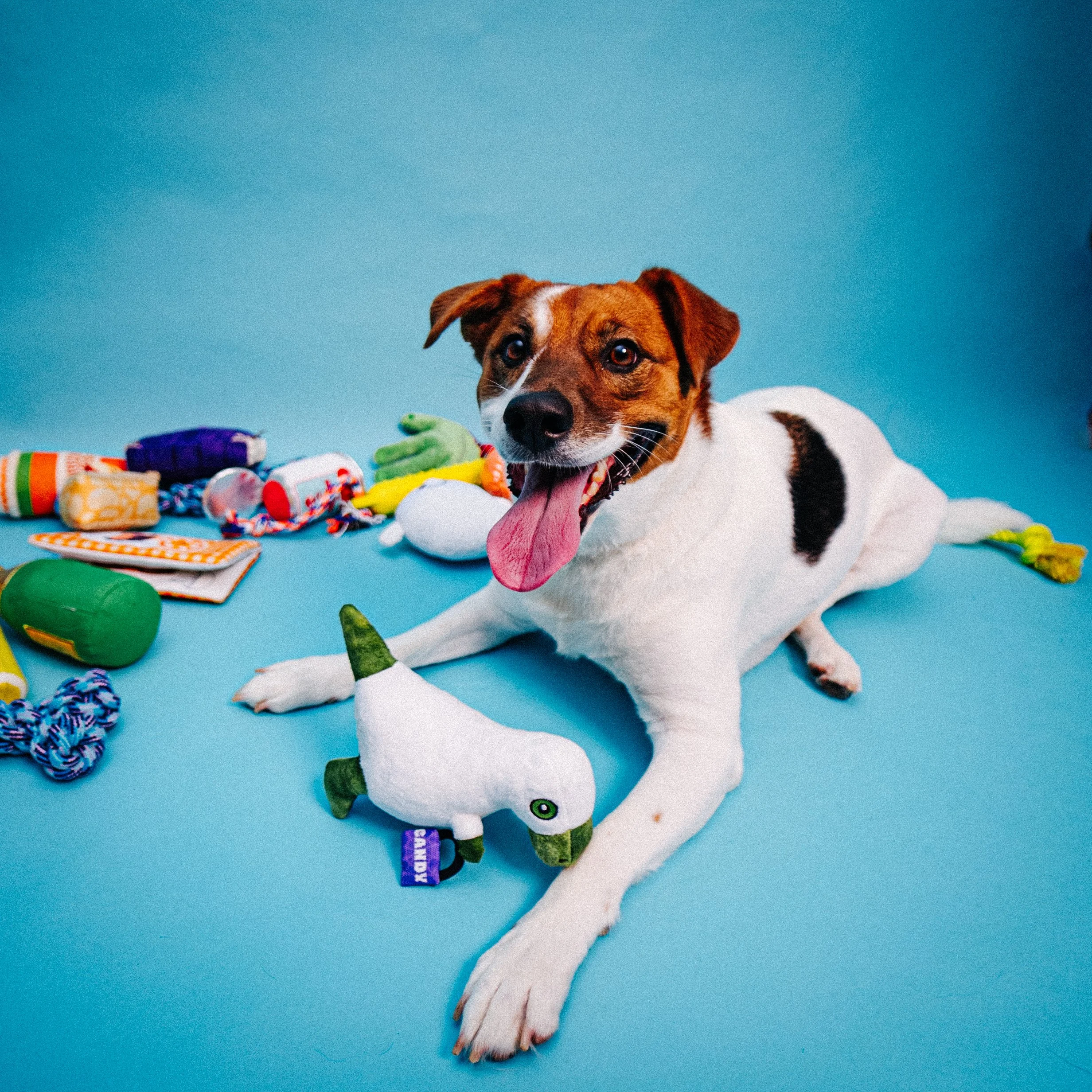 woof-whiskers-latest-h-e-b-product-collection