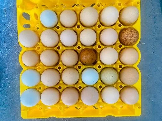 eggs.jpg