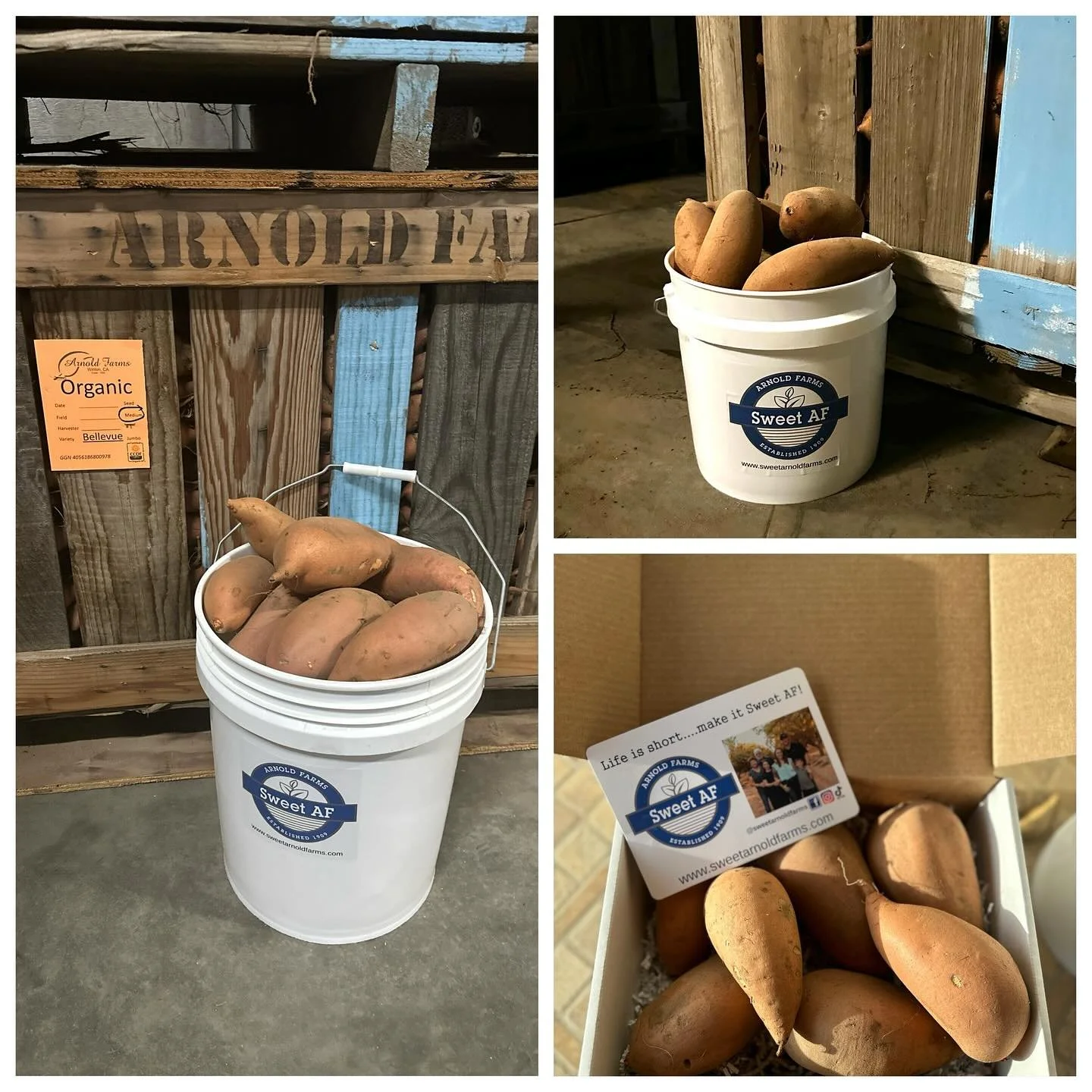 🥔✨ Fresh from the farm &mdash; our new crop of Organic Sweet Potatoes is here!

Now available through our online store in:
📦 3 &amp; 5 lb boxes (for pick up, local delivery, or shipped anywhere in the U.S.)
🪣 2 &amp; 5 gallon buckets (for pick up 
