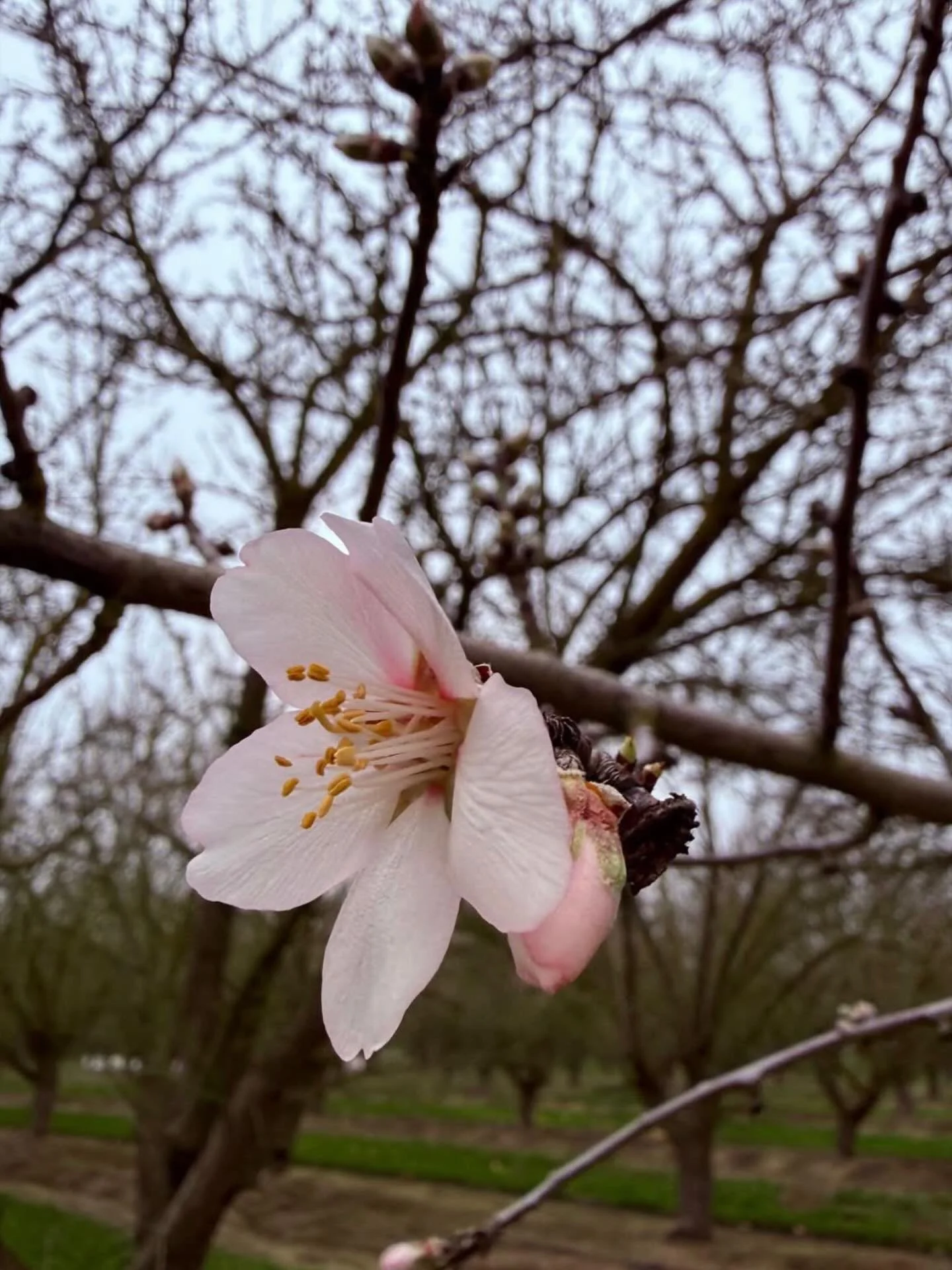 🌸Bloom is JUST getting started, and so are the allergies.🤧 

Before anyone points fingers at the farmers &mdash; trust us, we&rsquo;re sneezing too.
Runny noses, itchy eyes, pollen everywhere&hellip; we&rsquo;re in this together.

But here&rsquo;s 