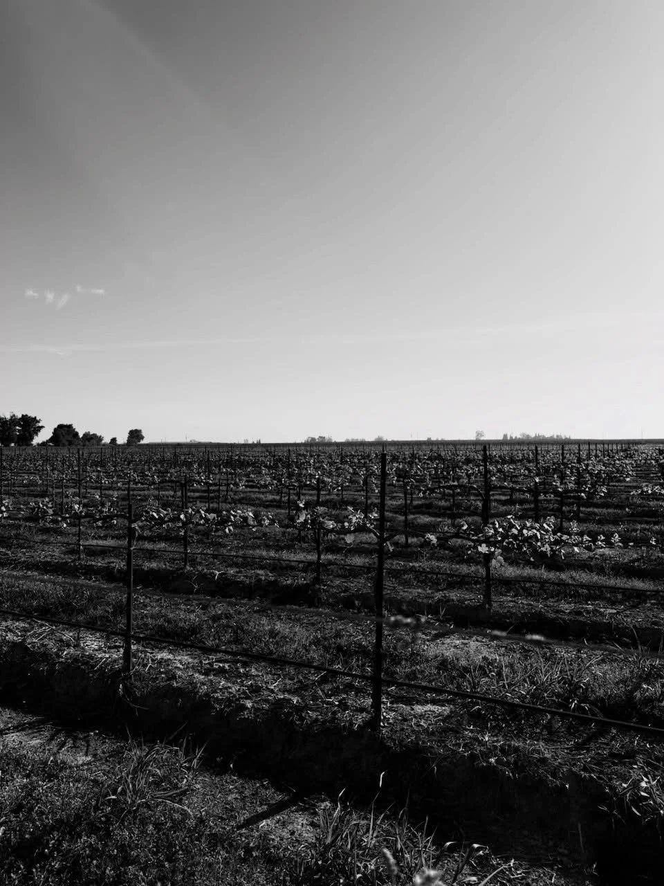 Good morning from the vineyard 🍇 🍷