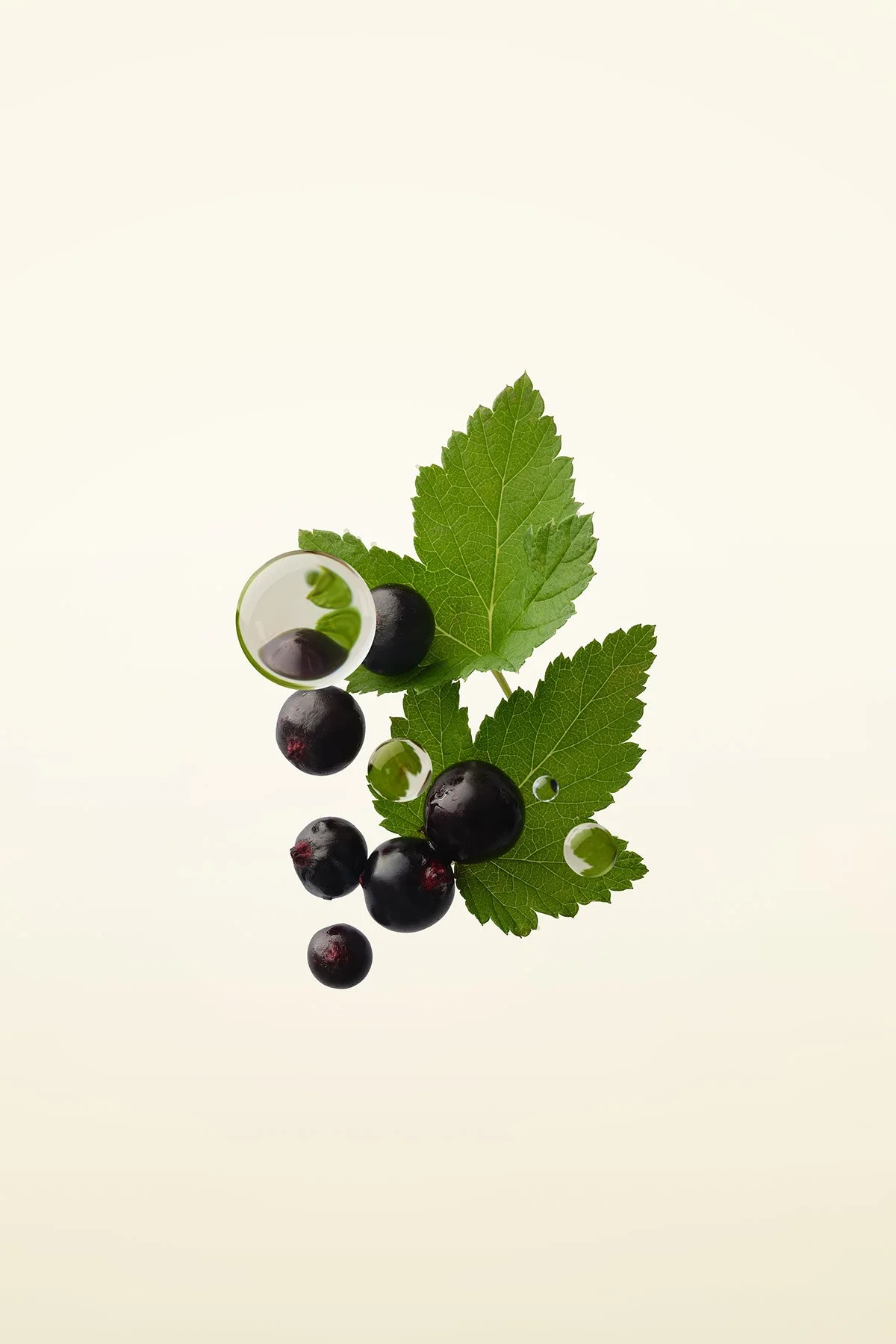 Art_P14_BlackCurrant_0224 copy.jpeg