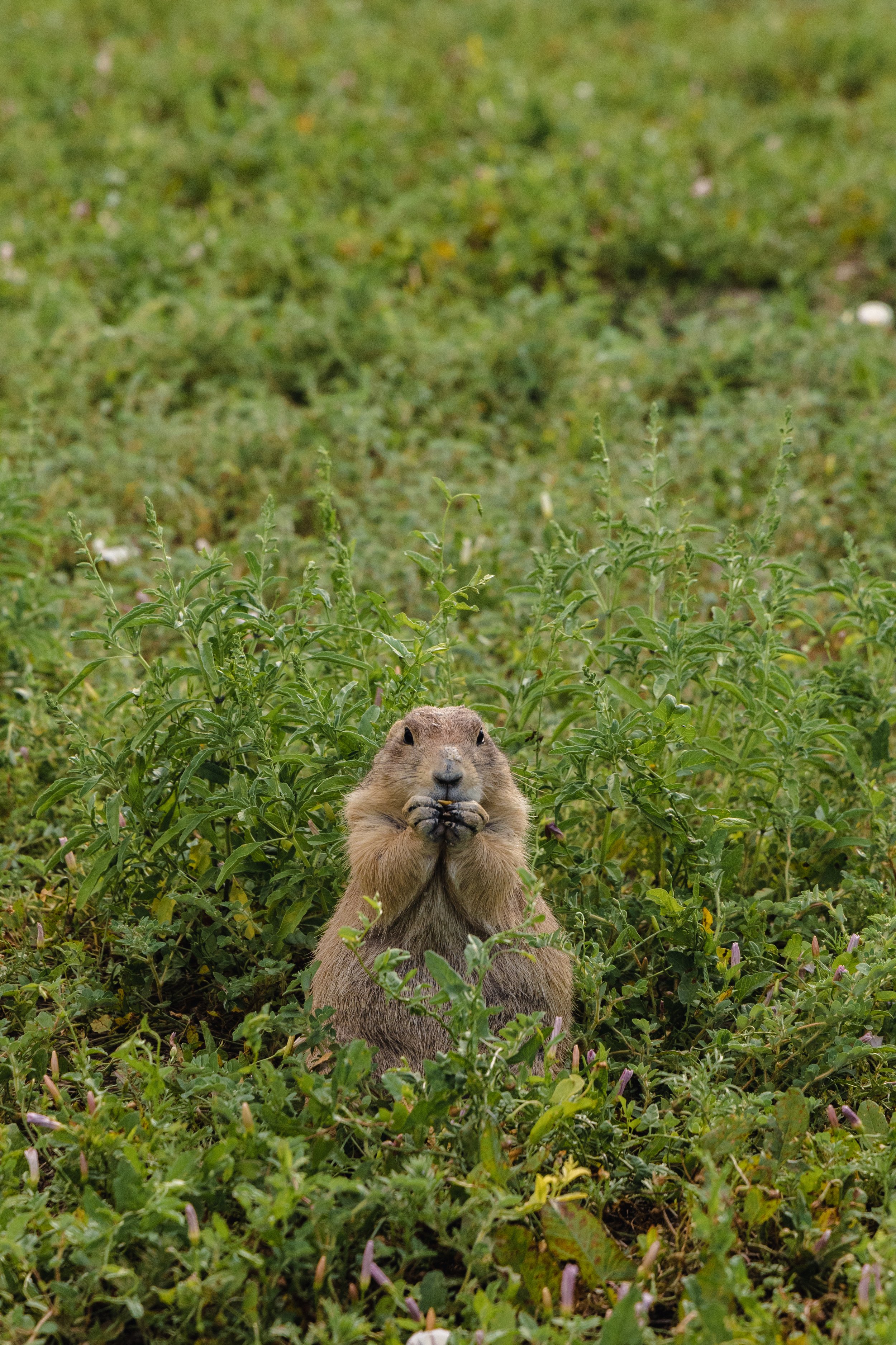 Prairie Dog in Trap  U.S. Geological Survey