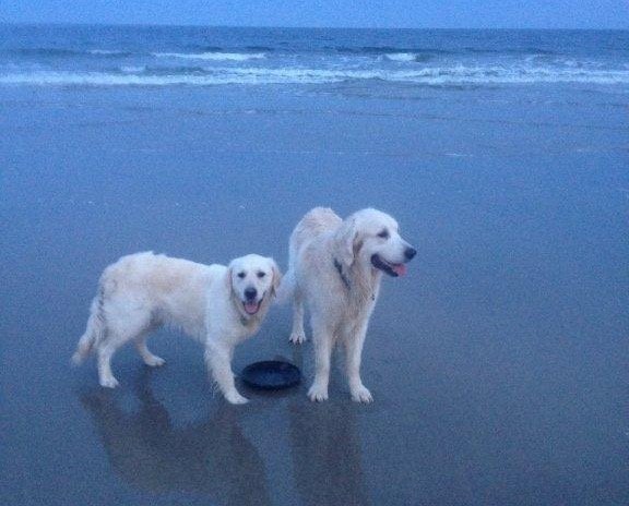 Holly and Kozmo beach.jpg