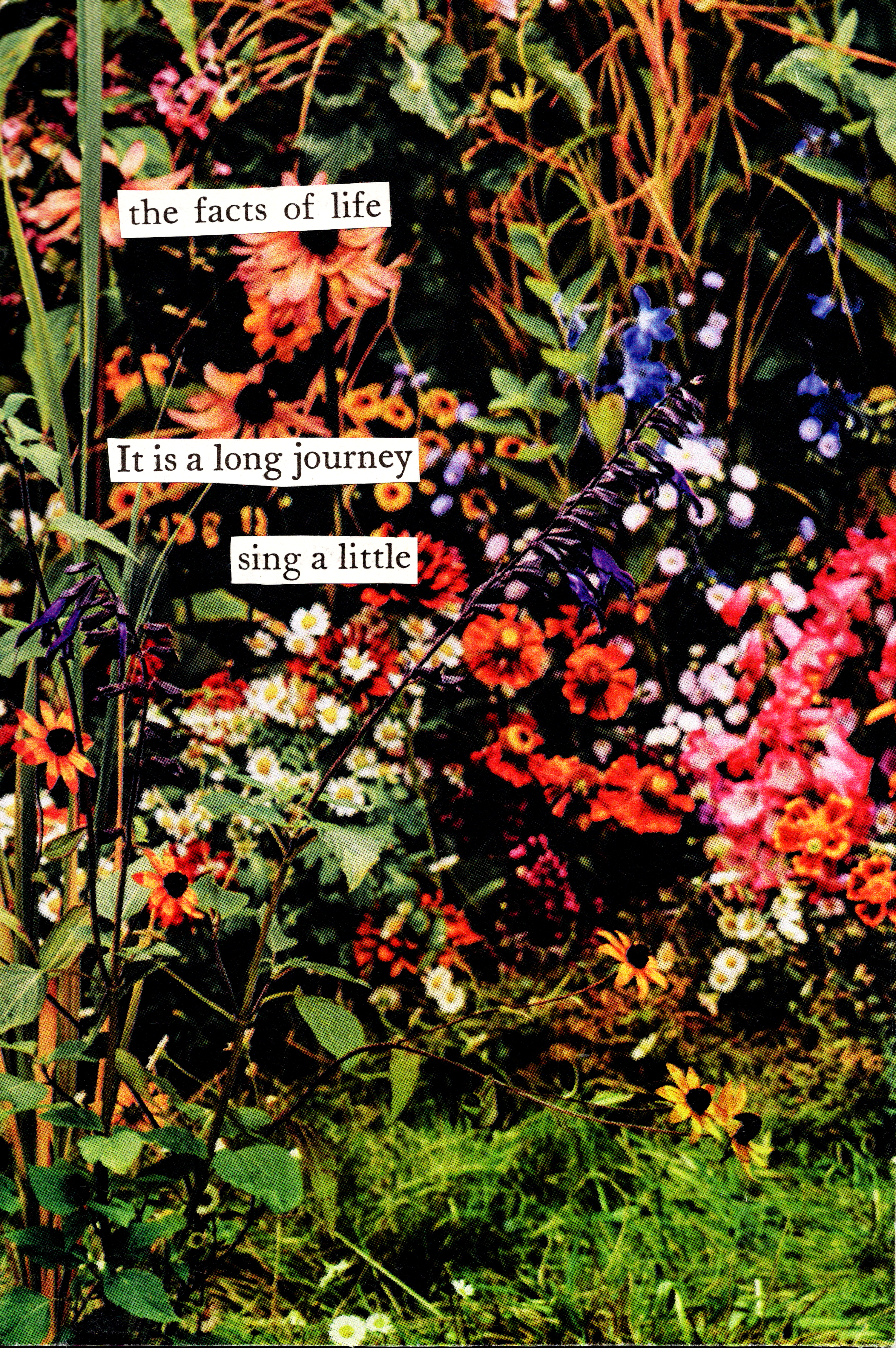The illuminated poem “the facts of life”: three hand-cut strips of printed text over a photograph of a dense late-summer flower bed in orange, pink, purple and white.