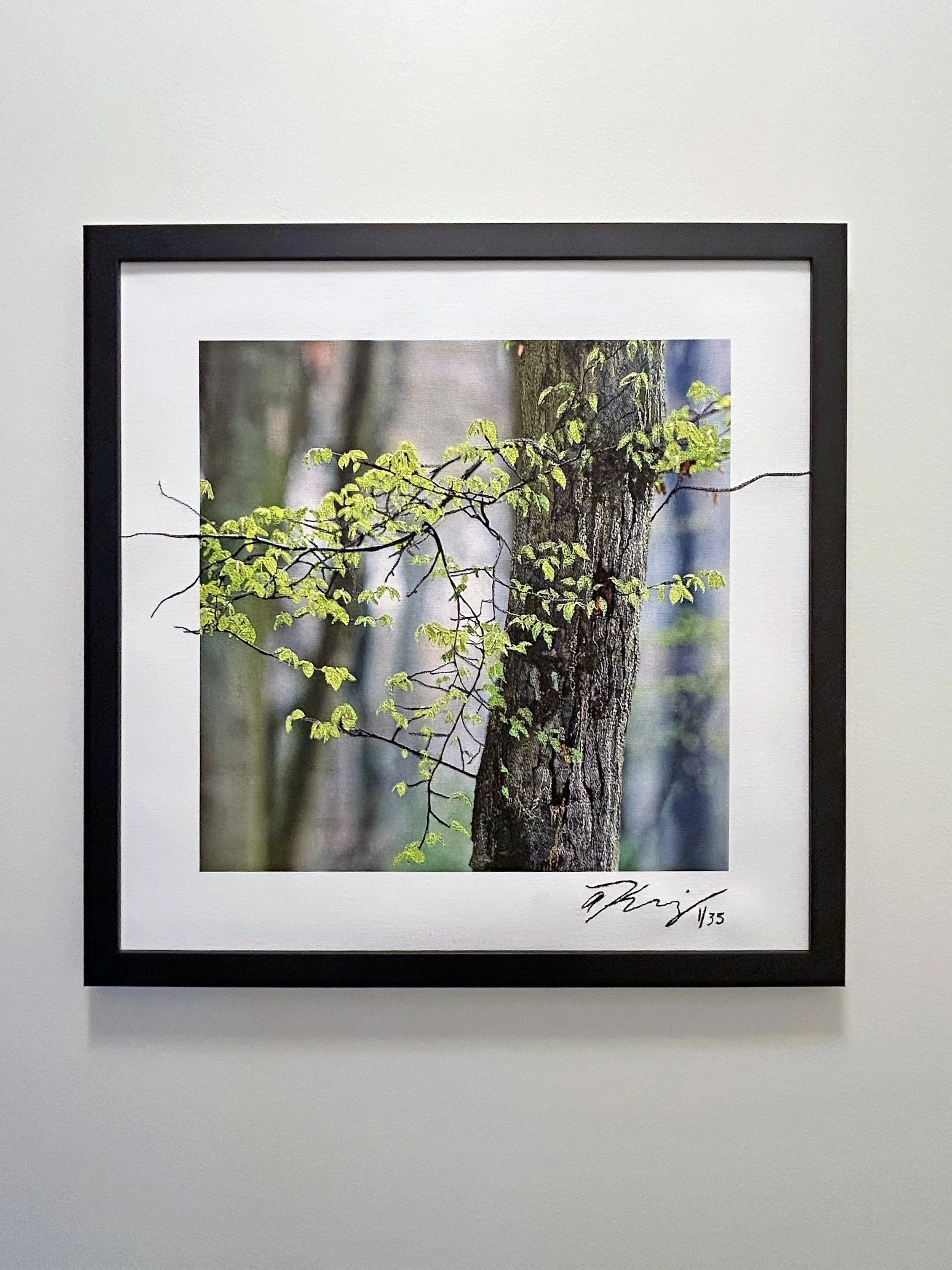 spring framed head on.jpg