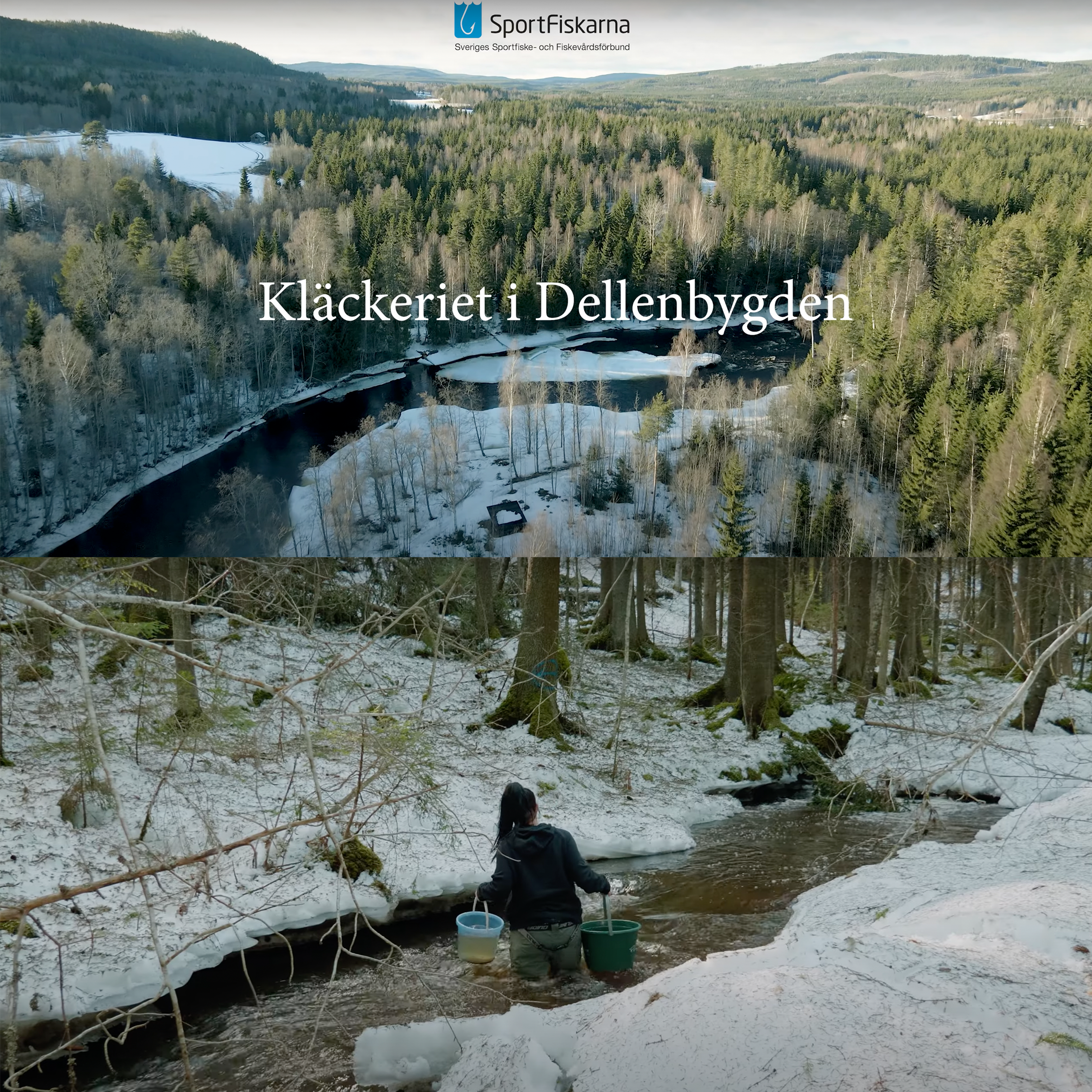 Kläckeriet i Dellenbygden - Informationsfilm