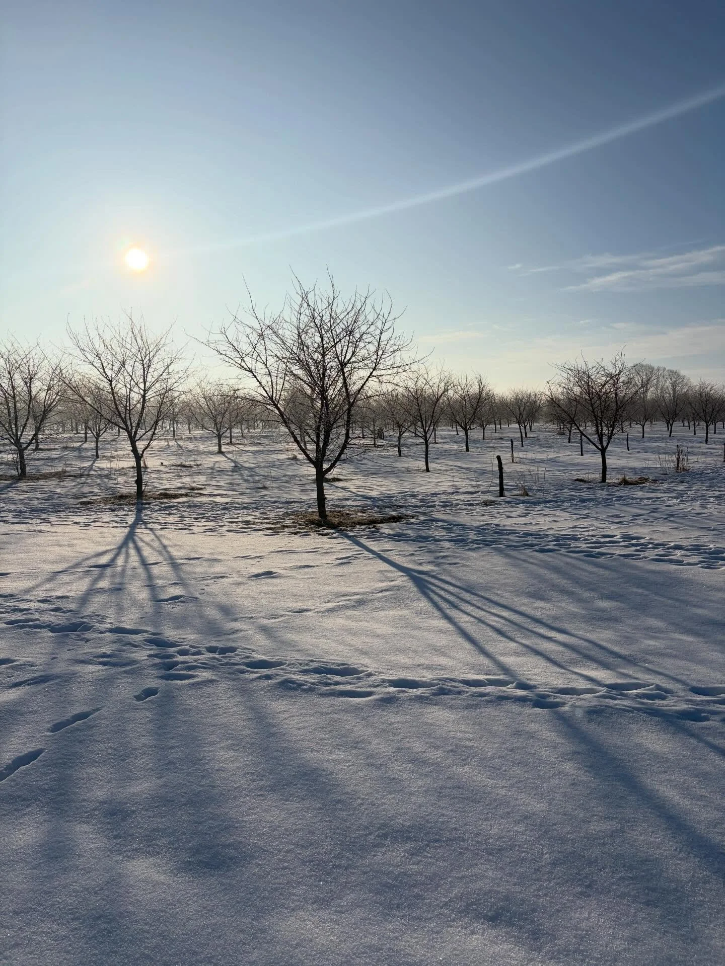 Sunny day on the farm 🥰
We&rsquo;re enjoying these magic moments in the snow covered orchard lately, but who else can&rsquo;t wait for these trees to have some cherries on them?

#michiganfarm #organic #farm #northernmichigan #cherrytrees