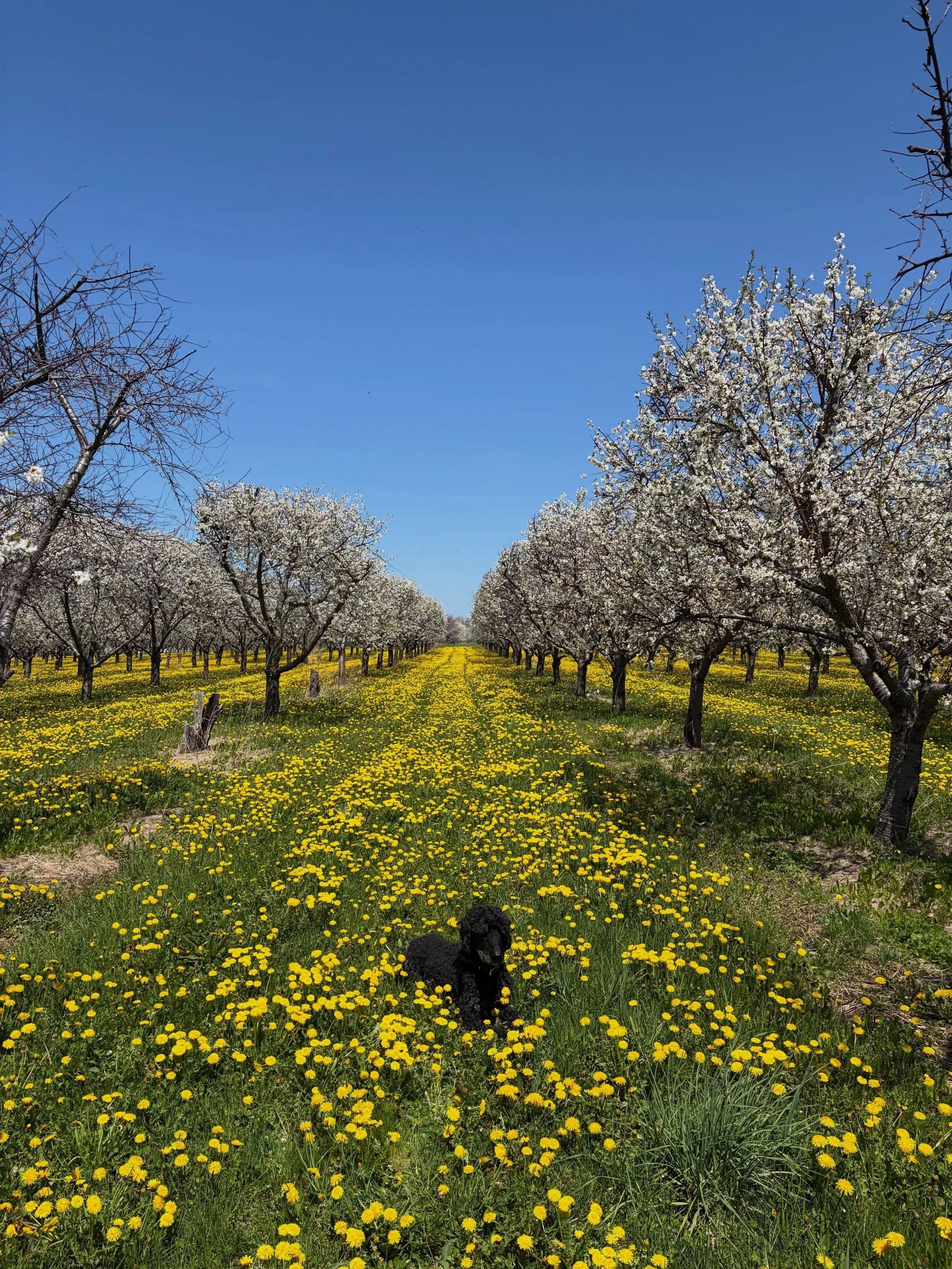 Who else can&rsquo;t wait for these pretty blossoms to turn into cherries 🥰

#northernmichigan #cherry #familyfarm #cherries #farmdog