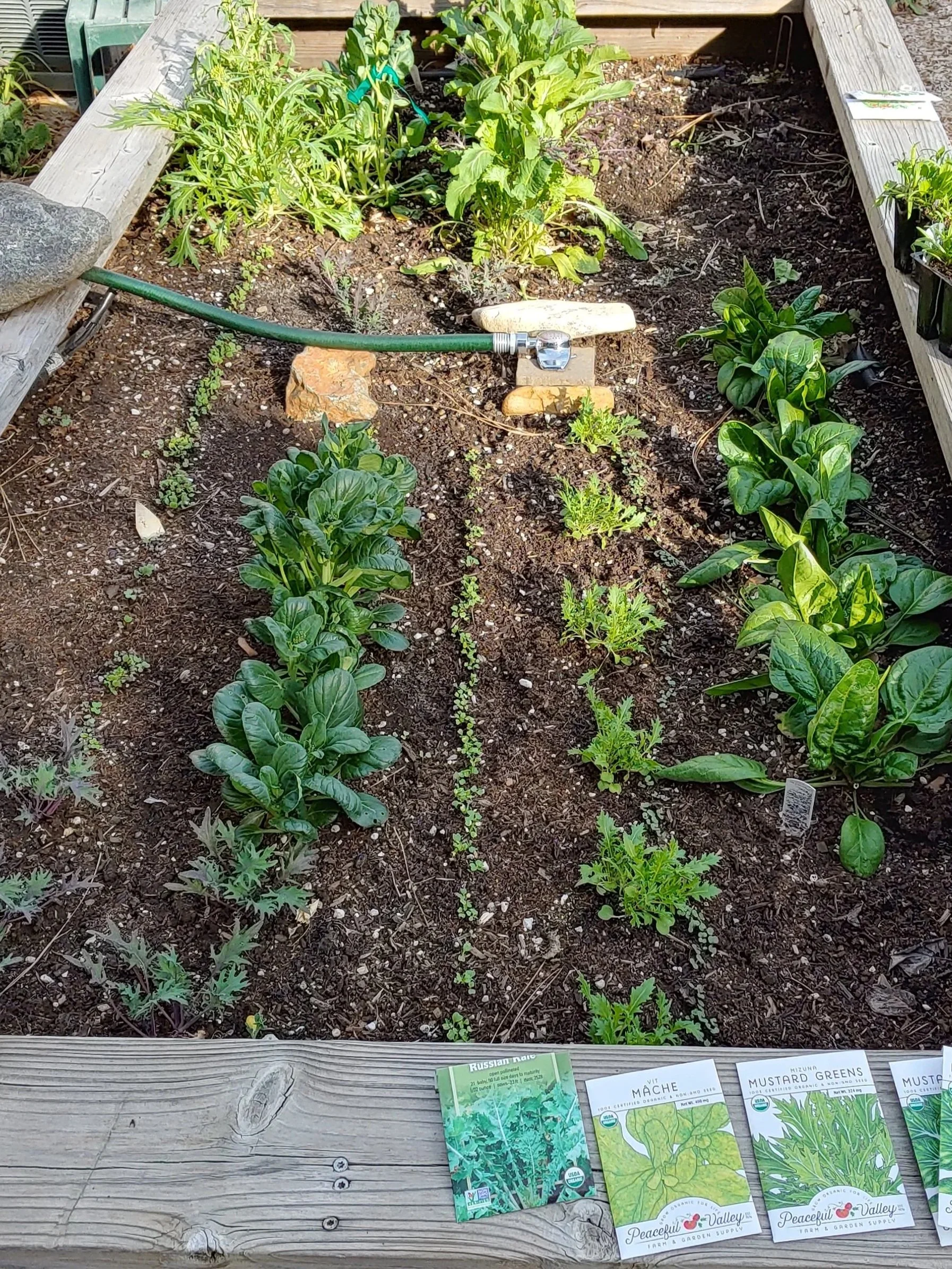 What to Plant in April in Nevada County — and How to Get Your Beds Ready Right Now
