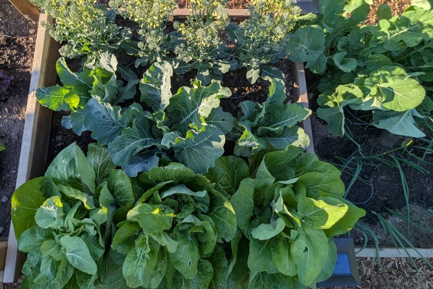 How to Harvest From Your Nevada County Garden All Season — Not Just Once