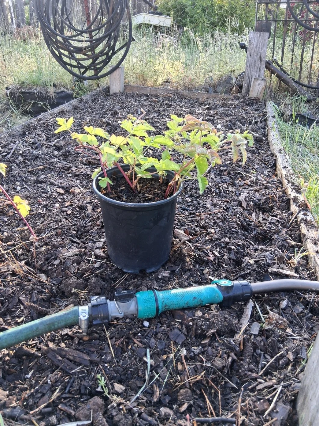 The Spring Secrets I Wish Someone Had Told Me About Growing Food in Nevada County