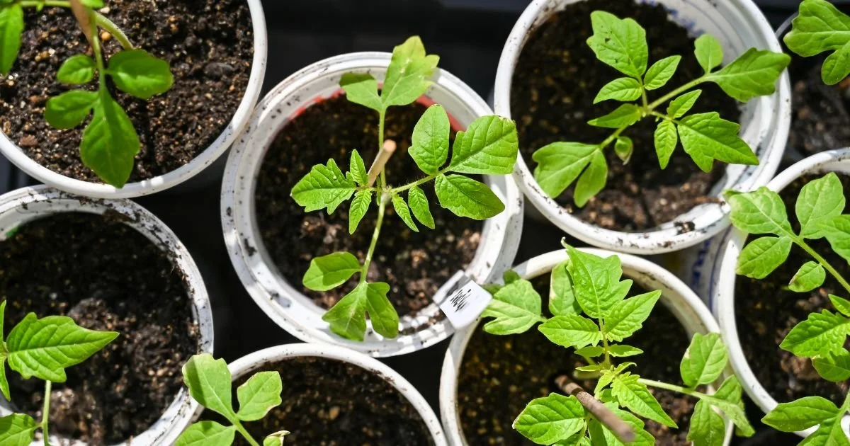 What to Plant Mother's Day Weekend in Nevada County