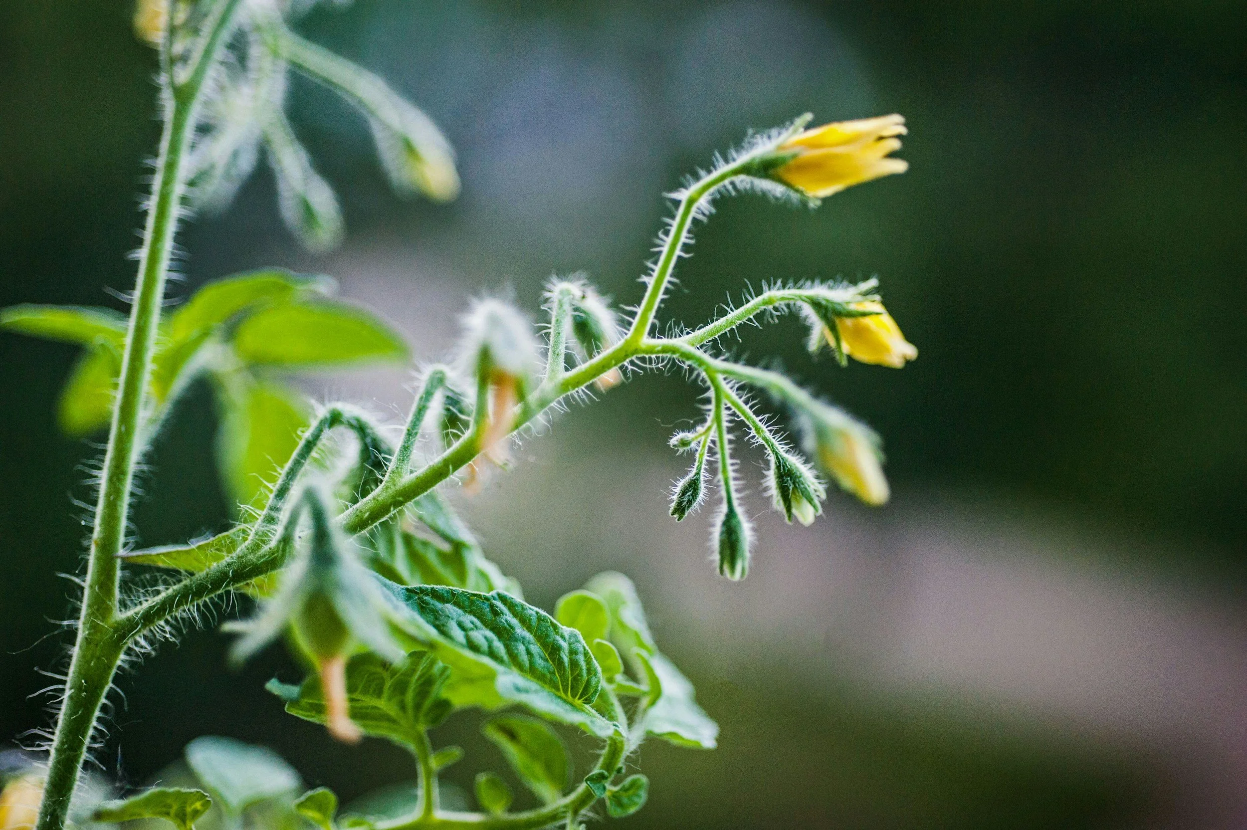 Why Your Tomatoes Are Dropping Their Flowers — And What to Do About It
