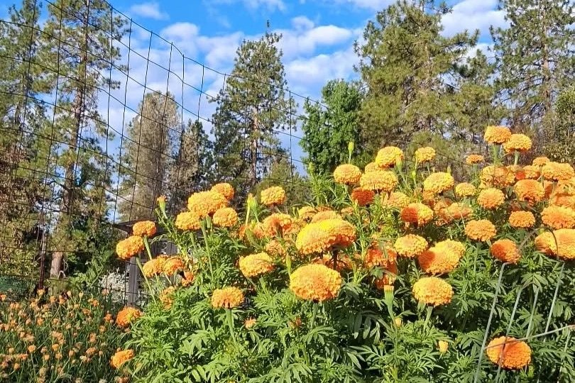 When to Start Your Fall Garden in Nevada County — A Checklist for Busy Women