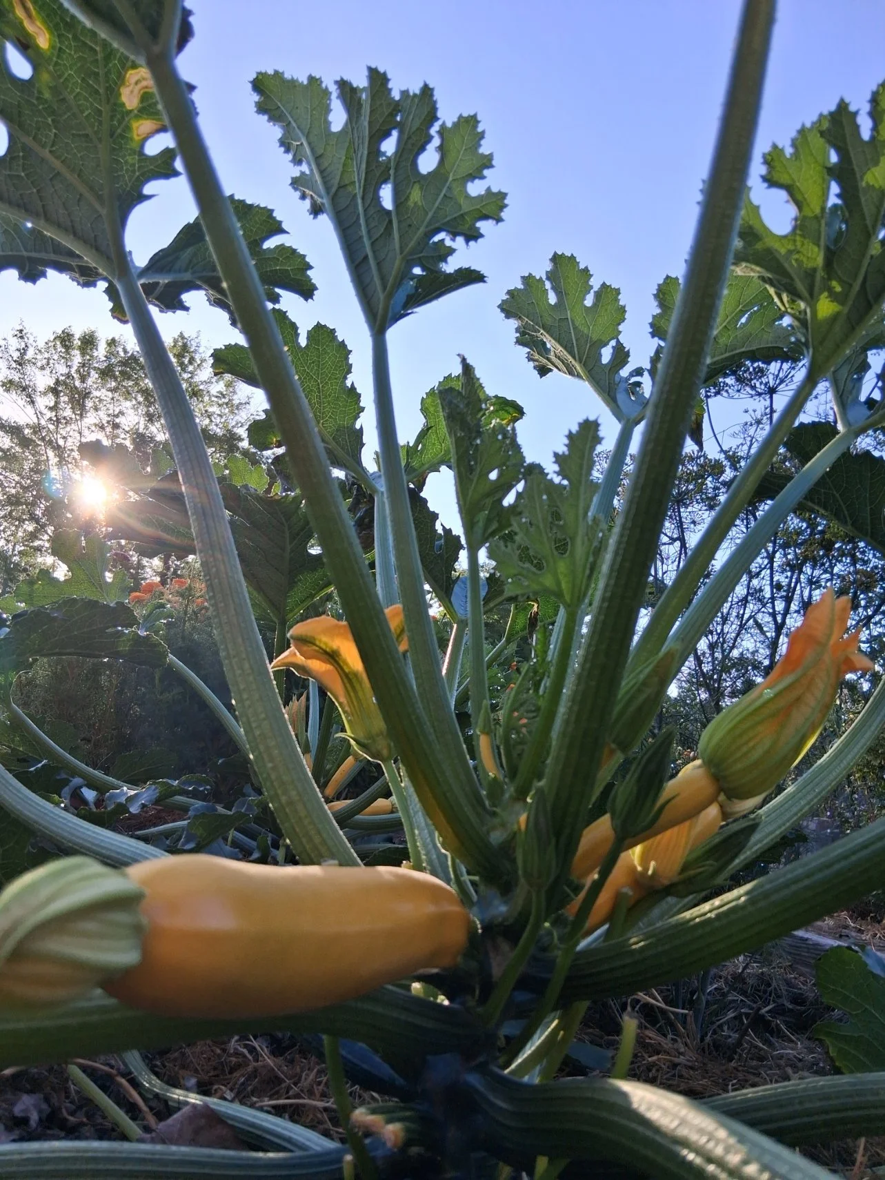 What a Local Chef Knows About Cooking From the Garden That Most Gardeners Don't