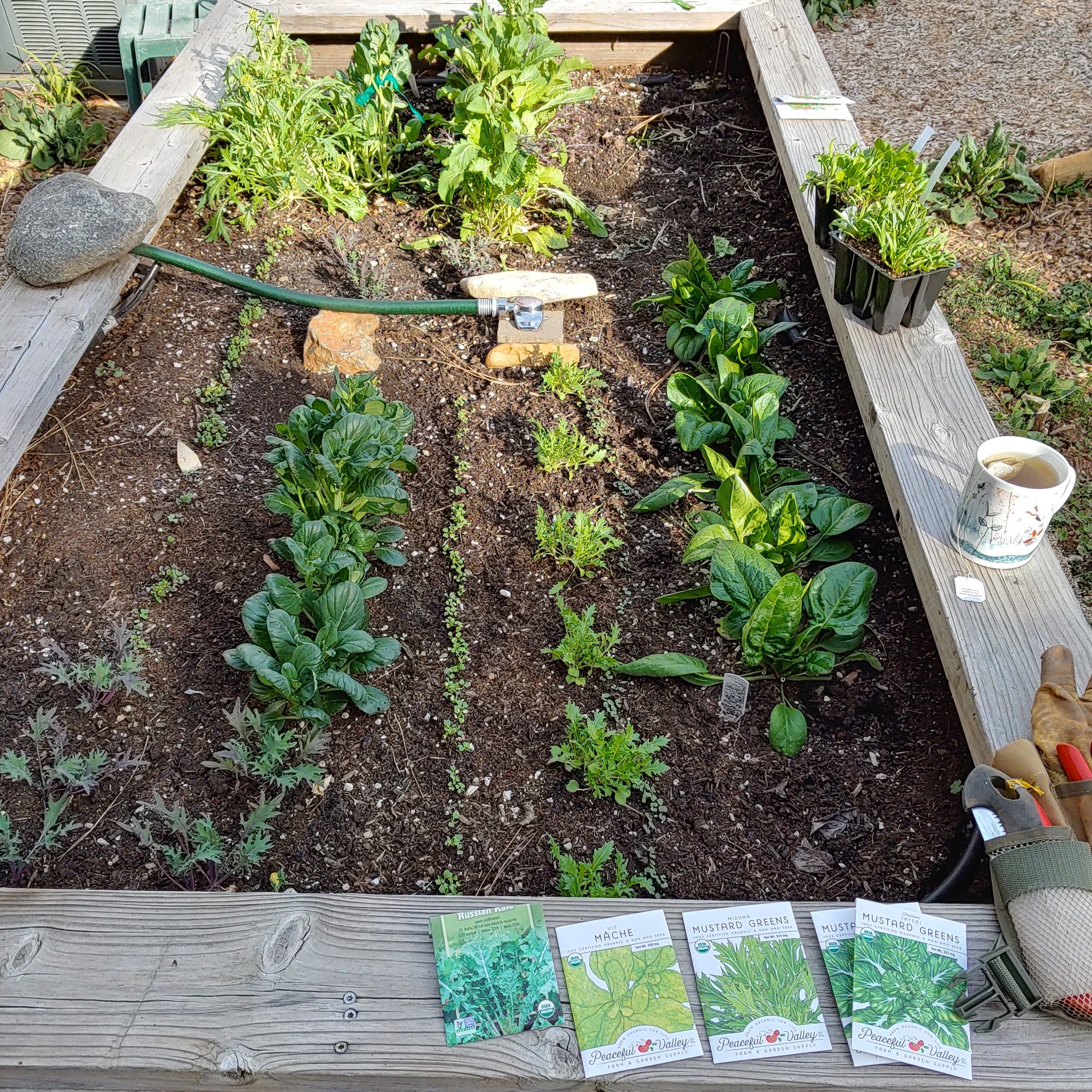 Cool Season Vegetables: Kale, Greens, Spinach from Seeds and Starts in Grass Valley