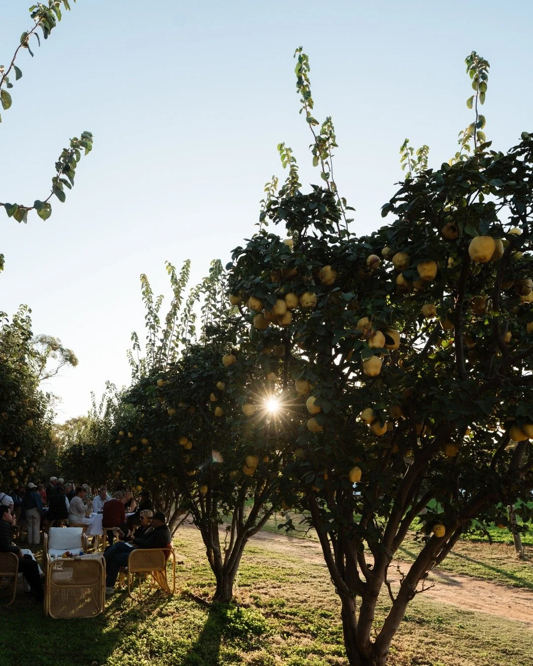 As the sun begins to set, the orchard comes to life.

Set among the quince trees at Singing Magpie Produce, this intimate experience invites you to slow down and savour the Riverland &mdash; through thoughtful canapes, local beverages, and stories sh