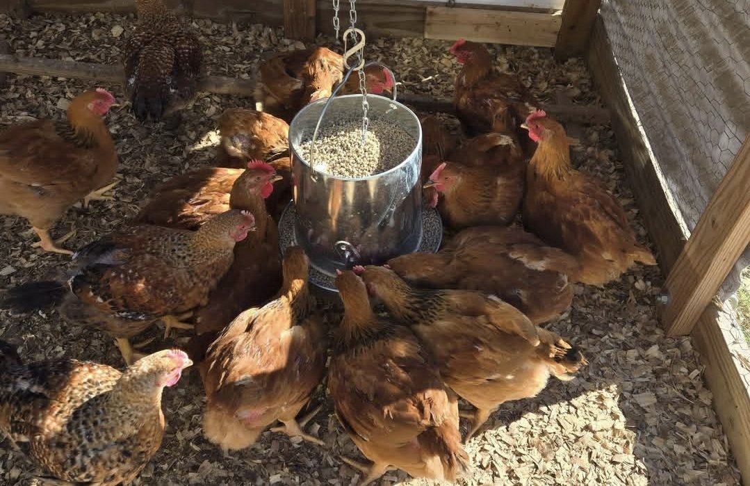 Chicken Processing Workshop