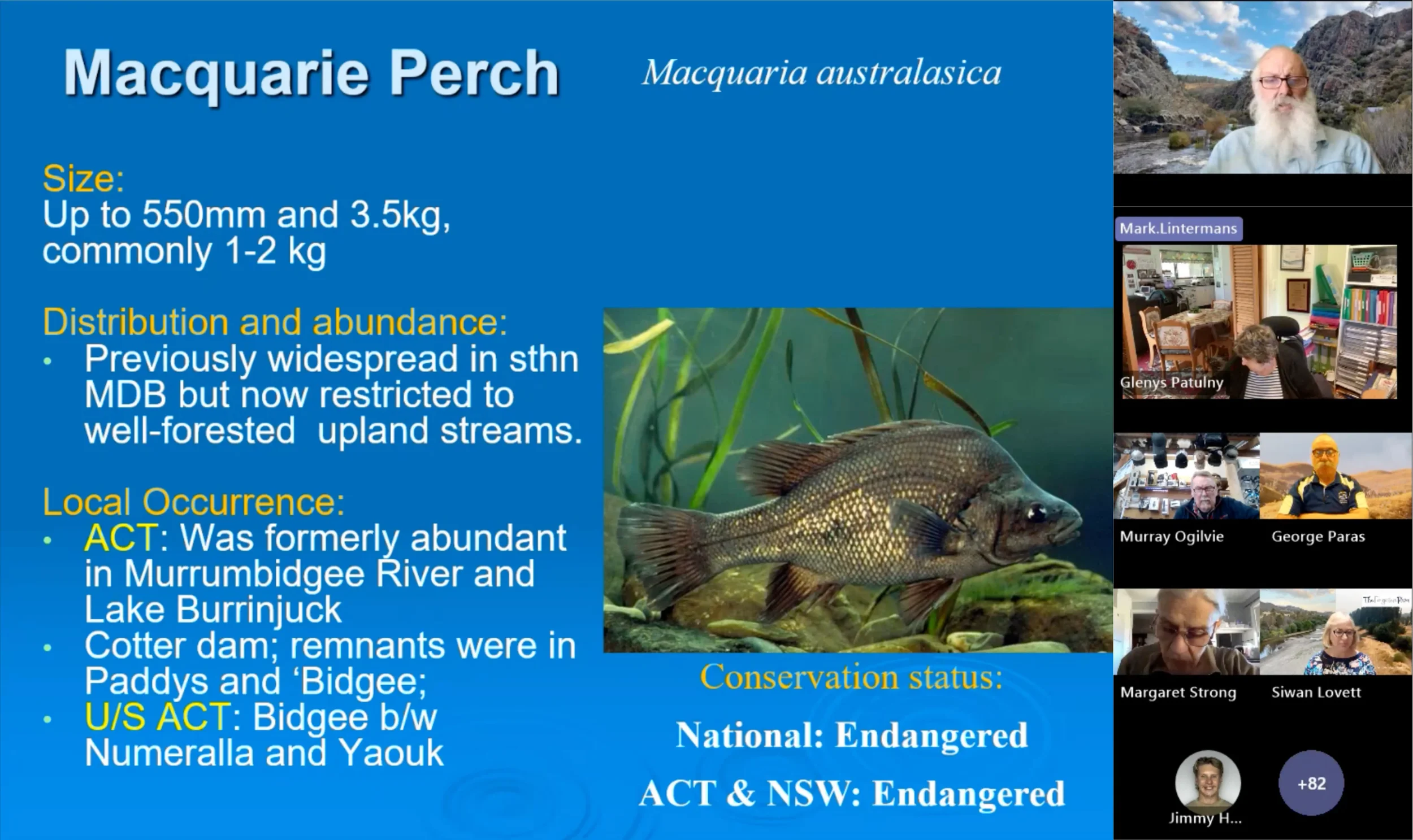 Webinar LIVE: The Future of Macquarie Perch in the Upper Murrumbidgee