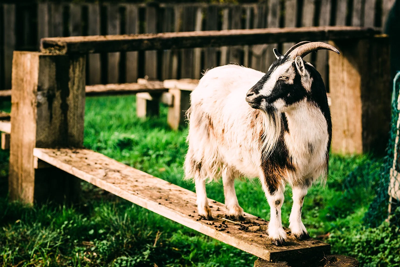 Fickle Fig 8535_websize.jpeg