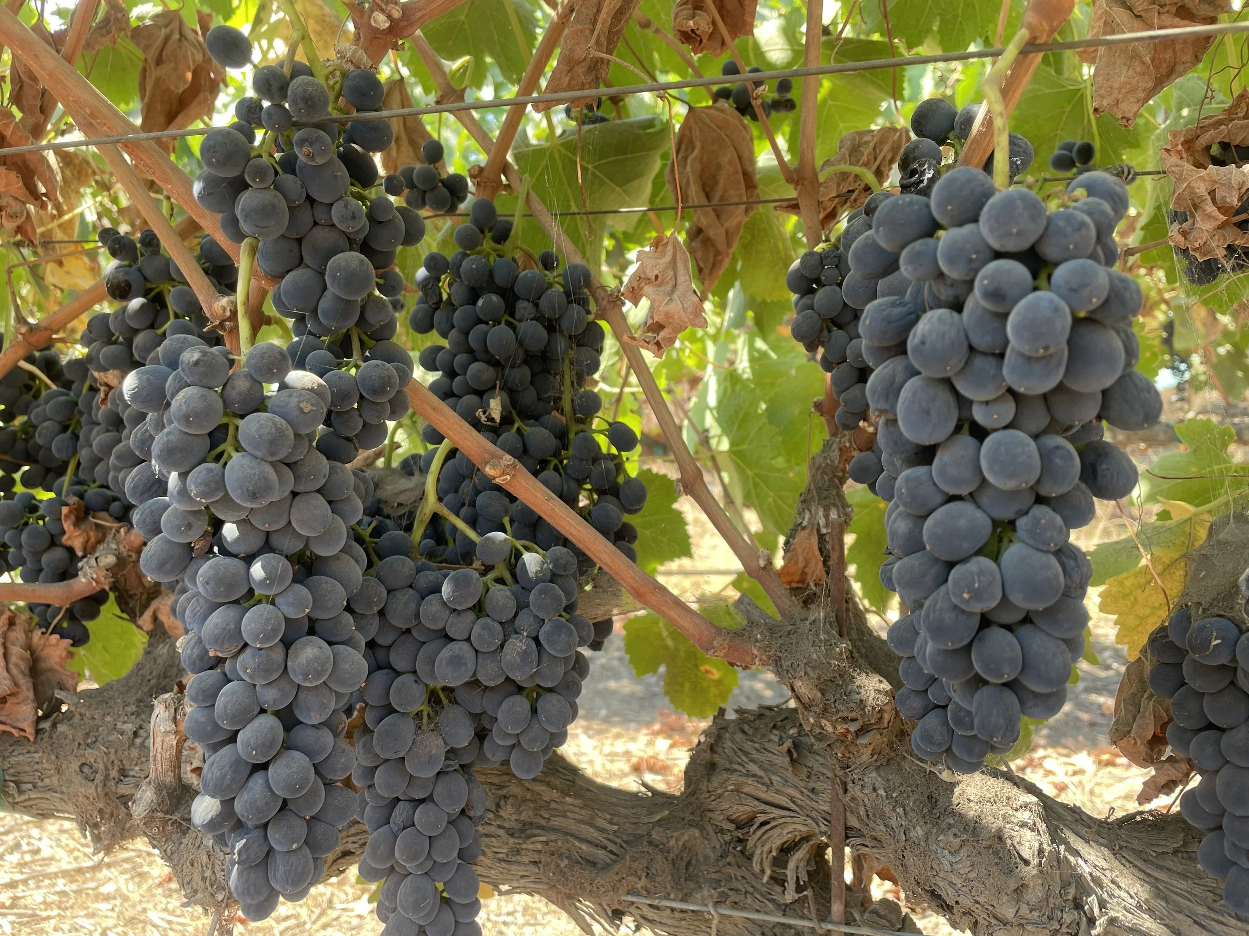 Clusters of ripe black grapes hanging from a vine in a vineyard.