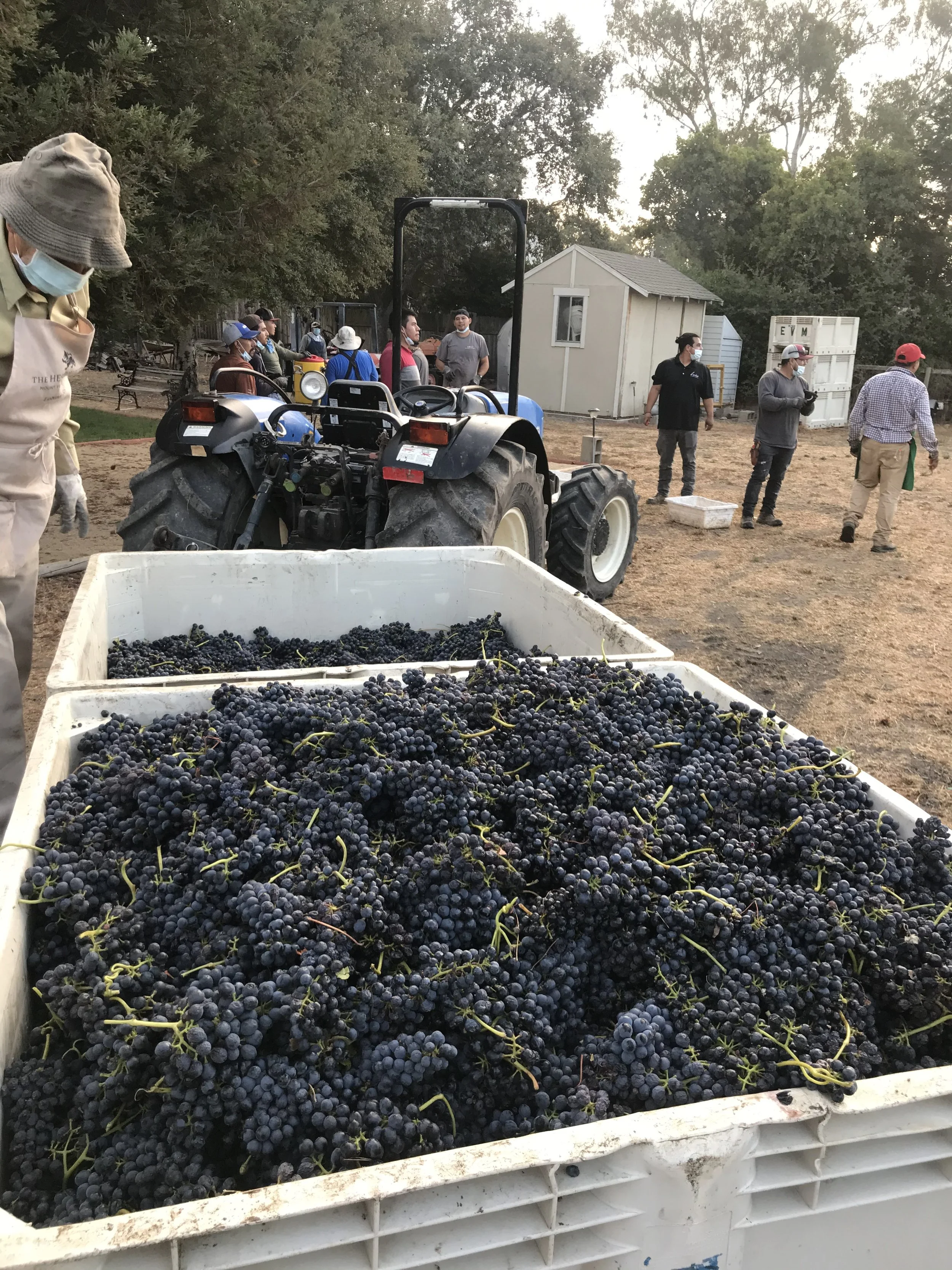 A large container filled with freshly harvested dark purple grapes in the foreground, with a tractor and several people in the background at a vineyard during late afternoon or early evening.