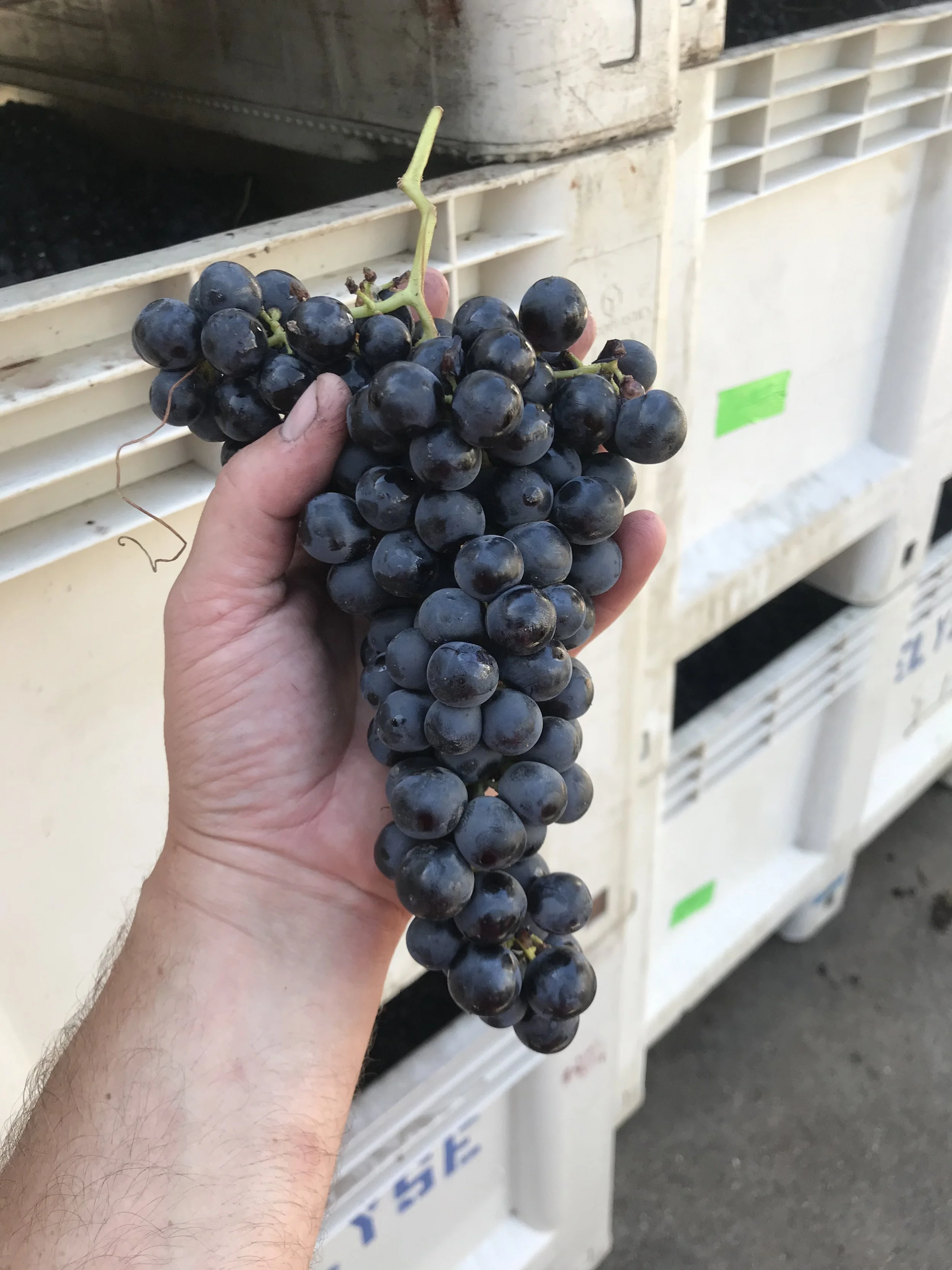 Person holding a bunch of black grapes in front of a store display.