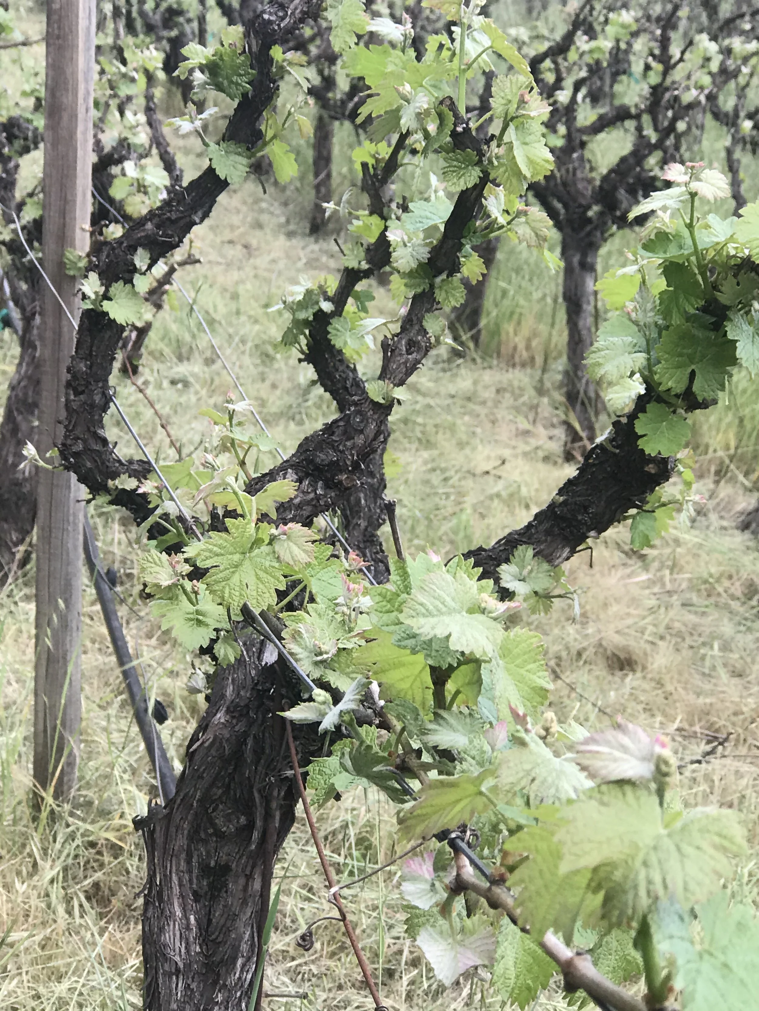 Close-up of a grapevine with young leaves and new growth on dark, gnarled branches in a vineyard.