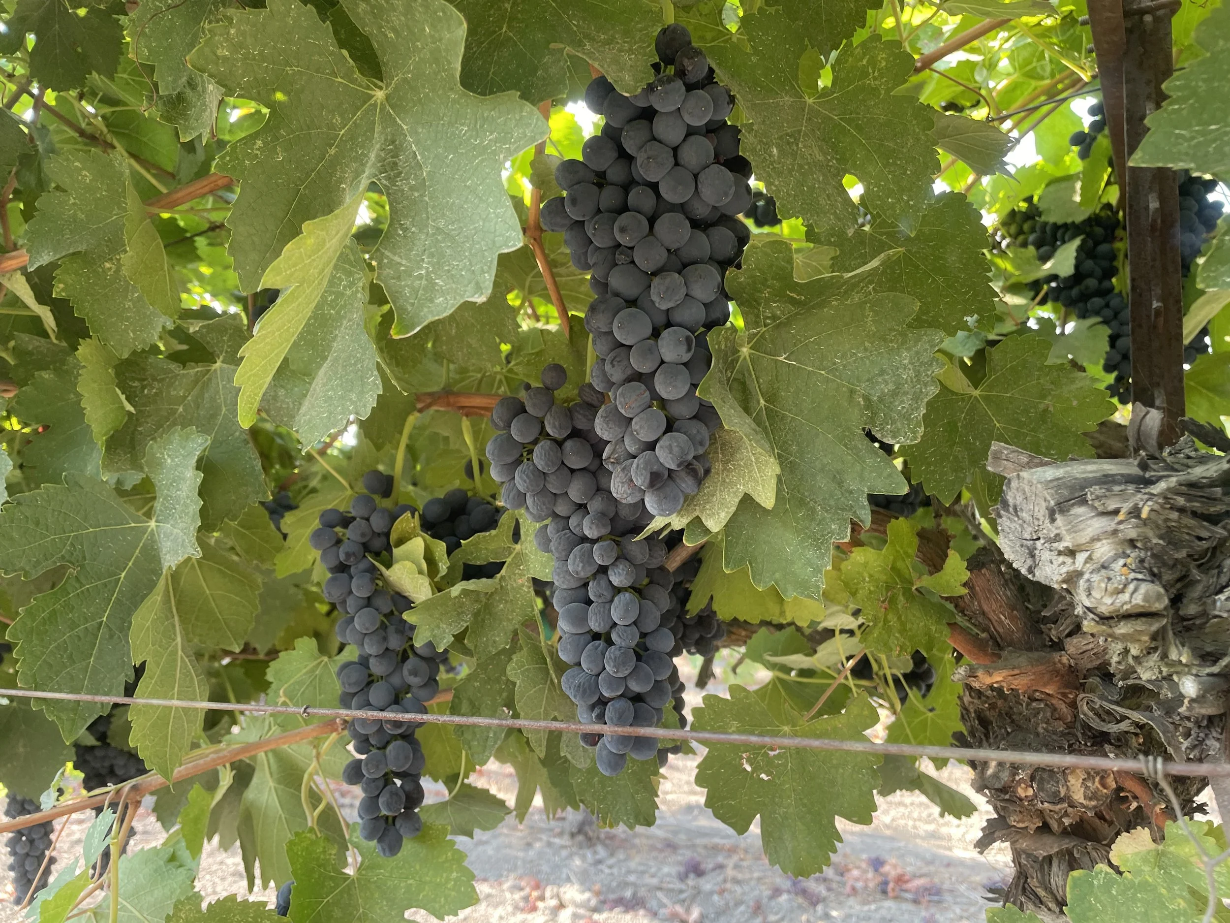 Close-up of a bunch of ripe dark purple grapes hanging from a vine surrounded by green grape leaves.