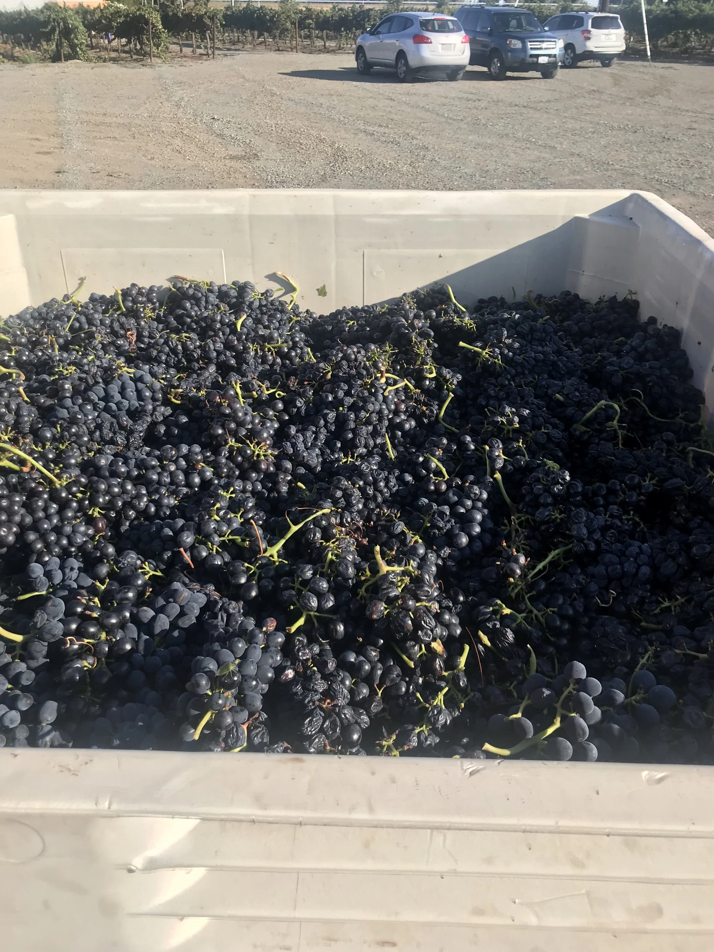 A large white container filled with black grapes, set outdoors near a parking lot with several parked cars and trees in the background.