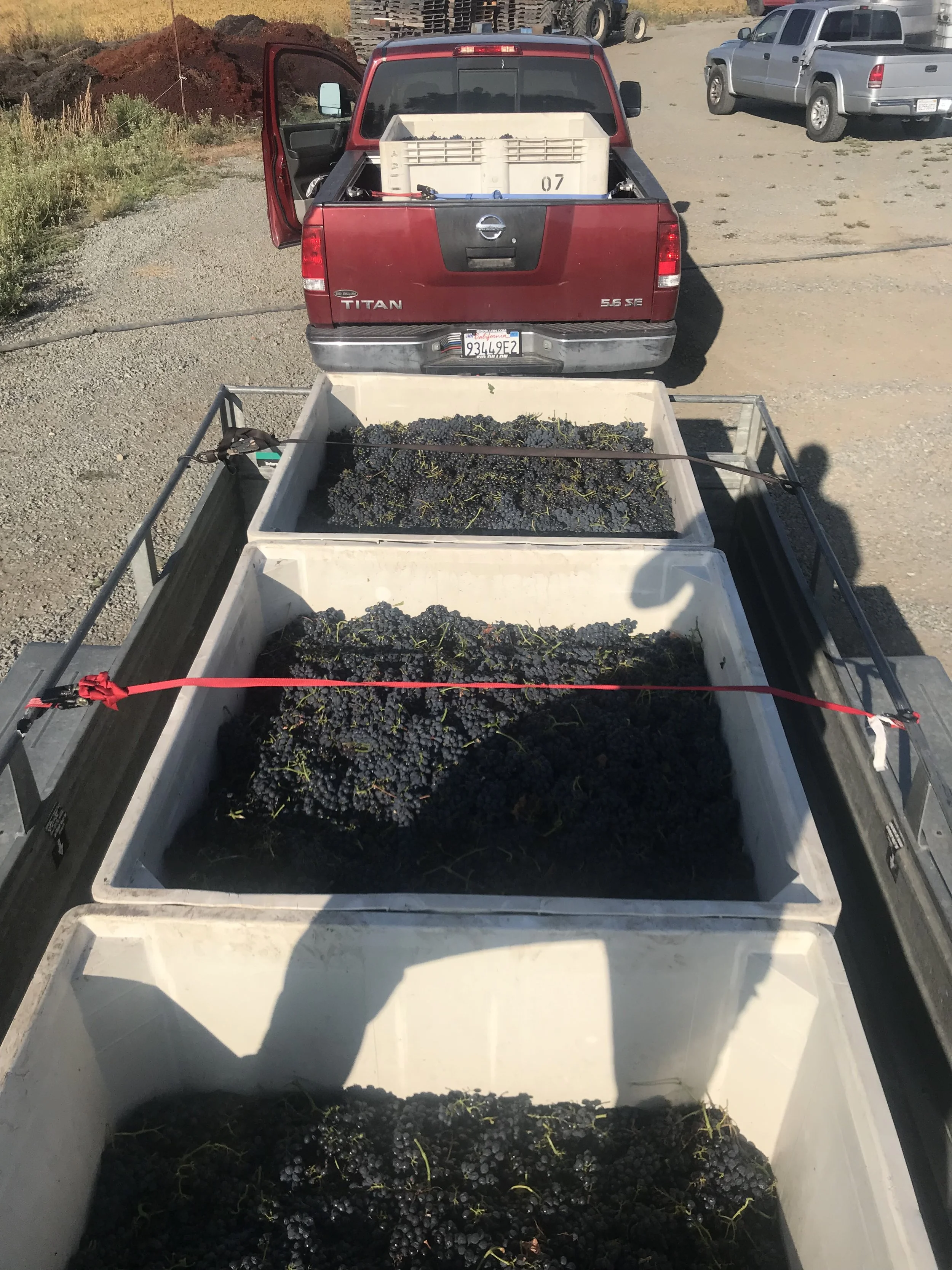 Large white containers filled with freshly harvested grapes on a trailer hitched to a red pickup truck, with other vehicles nearby, in a vineyard or farm setting.