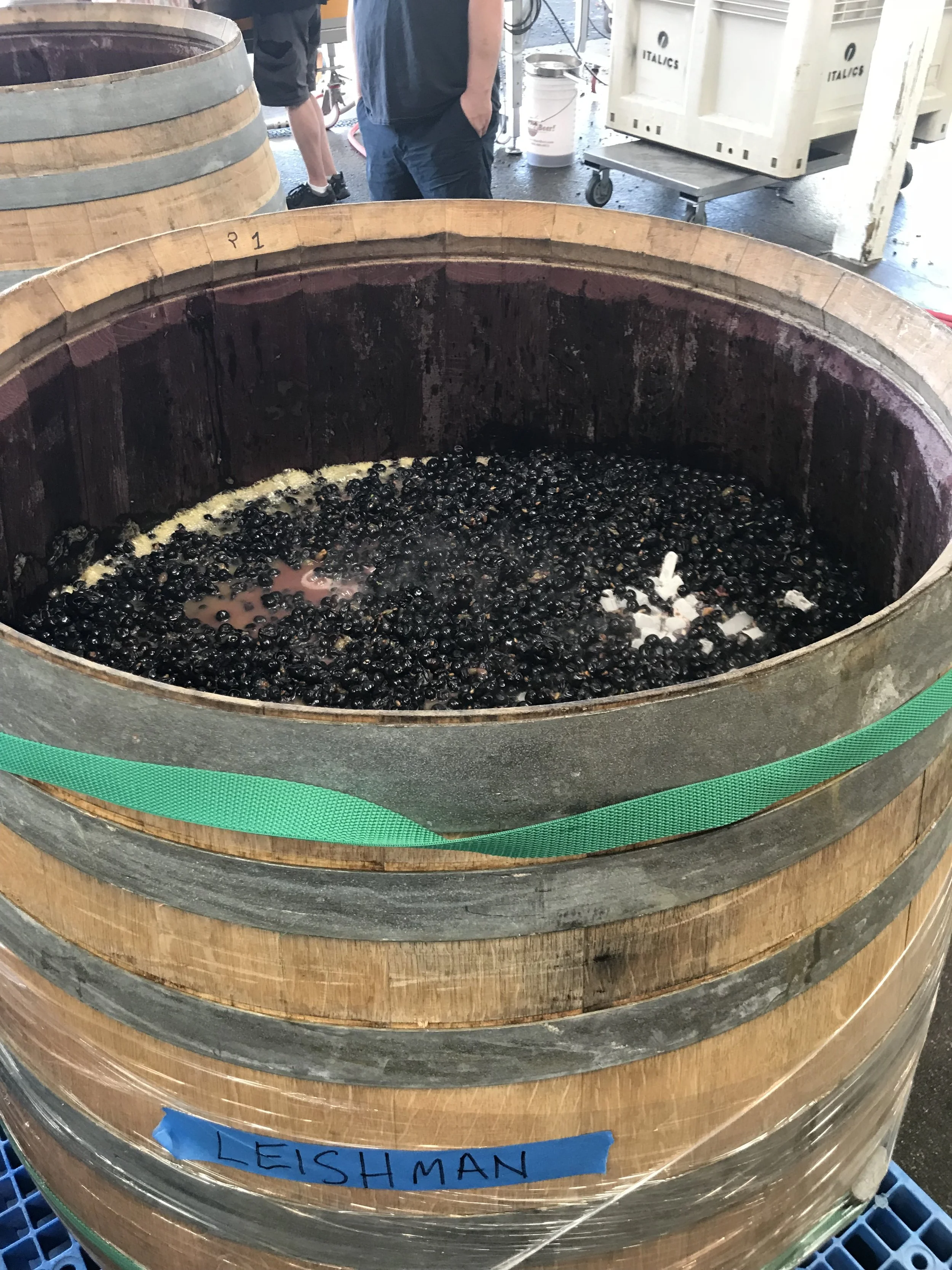A wooden barrel filled with dark grapes in a winery or vineyard setting.