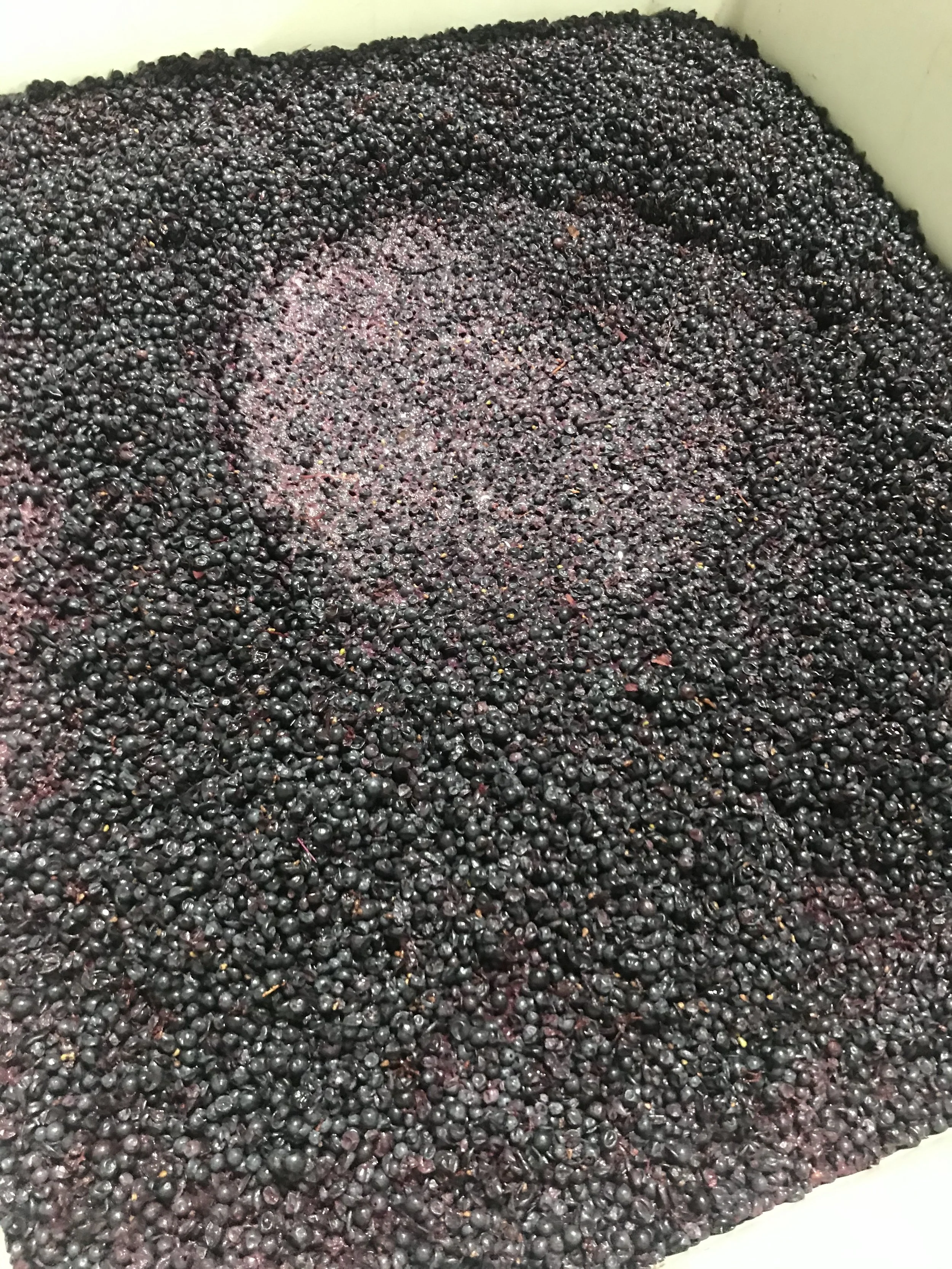 Freshly harvested black grapes in a large container.